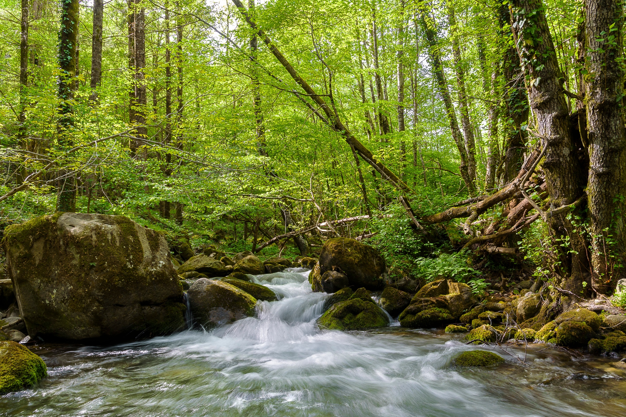 Cours d’eau formant une petite cascade immergée dans la nature des forêts du Casentino