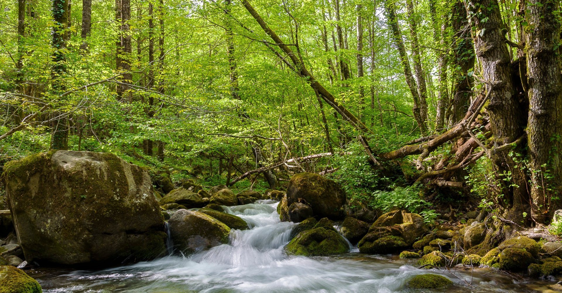 Cours d’eau formant une petite cascade immergée dans la nature des forêts du Casentino