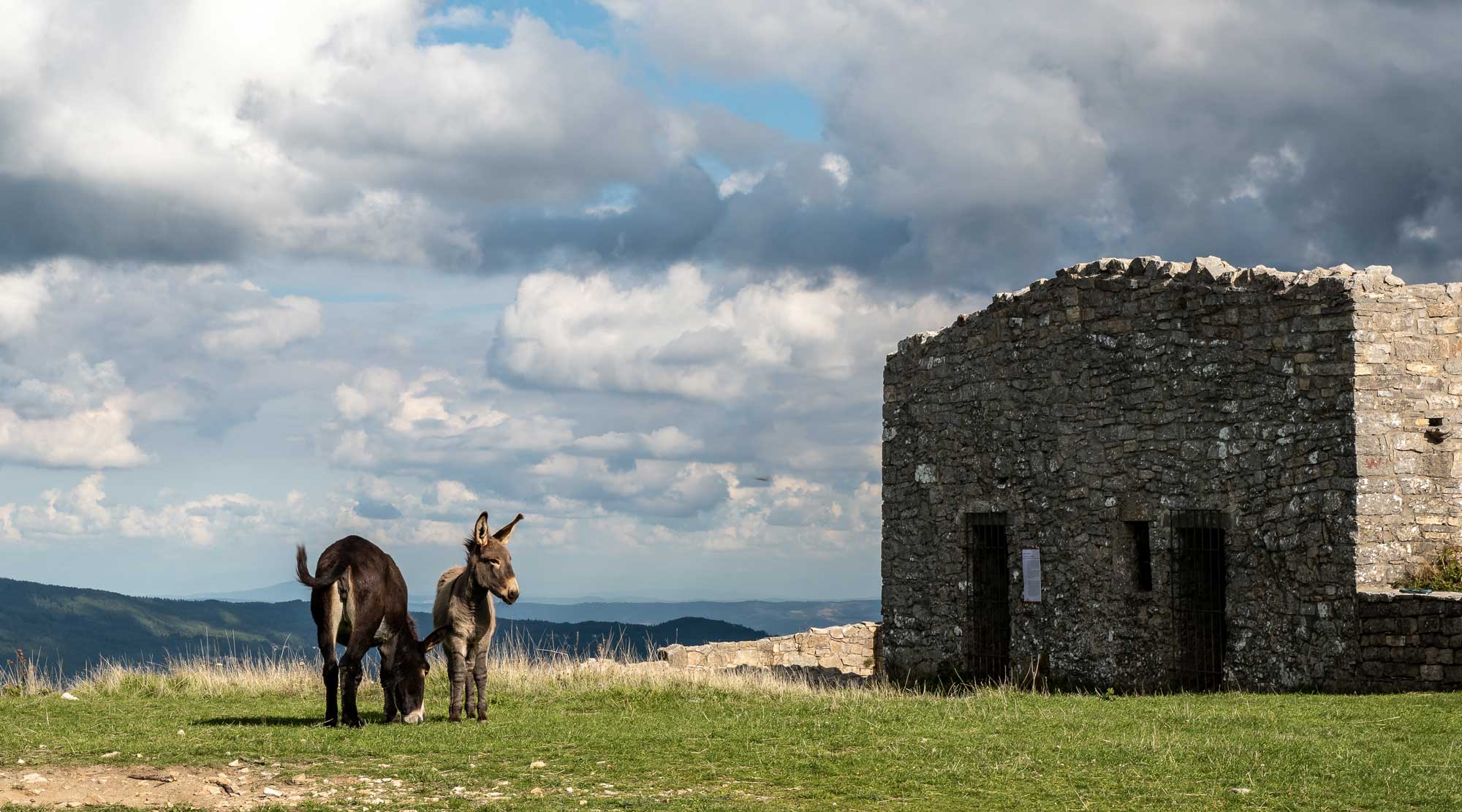 Les ânes locaux sur le Mont Labbro