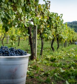 freshly picked grapes in the vineyard