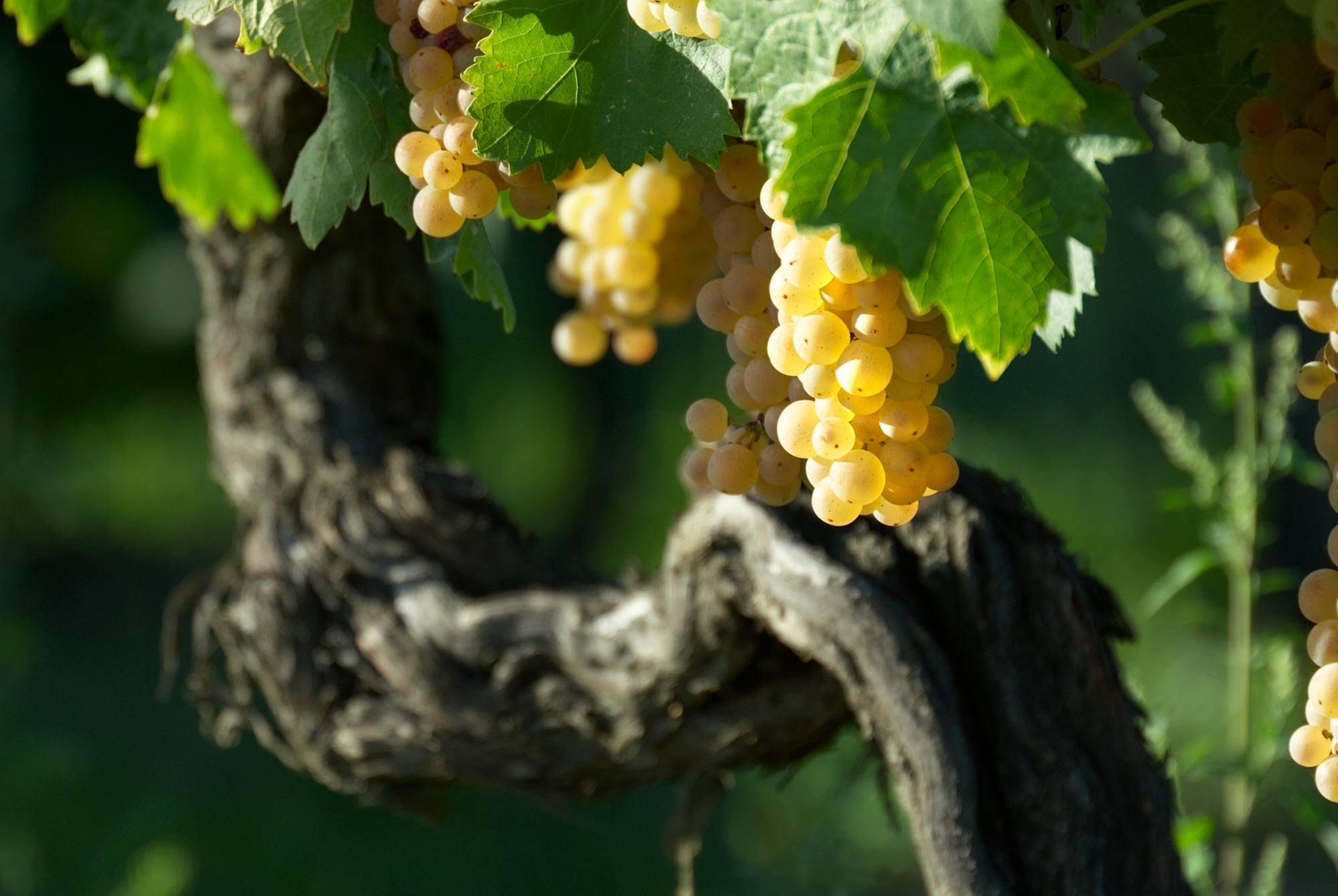 A bunch of white grapes destined to become Vernaccia di San Gimignano DOCG