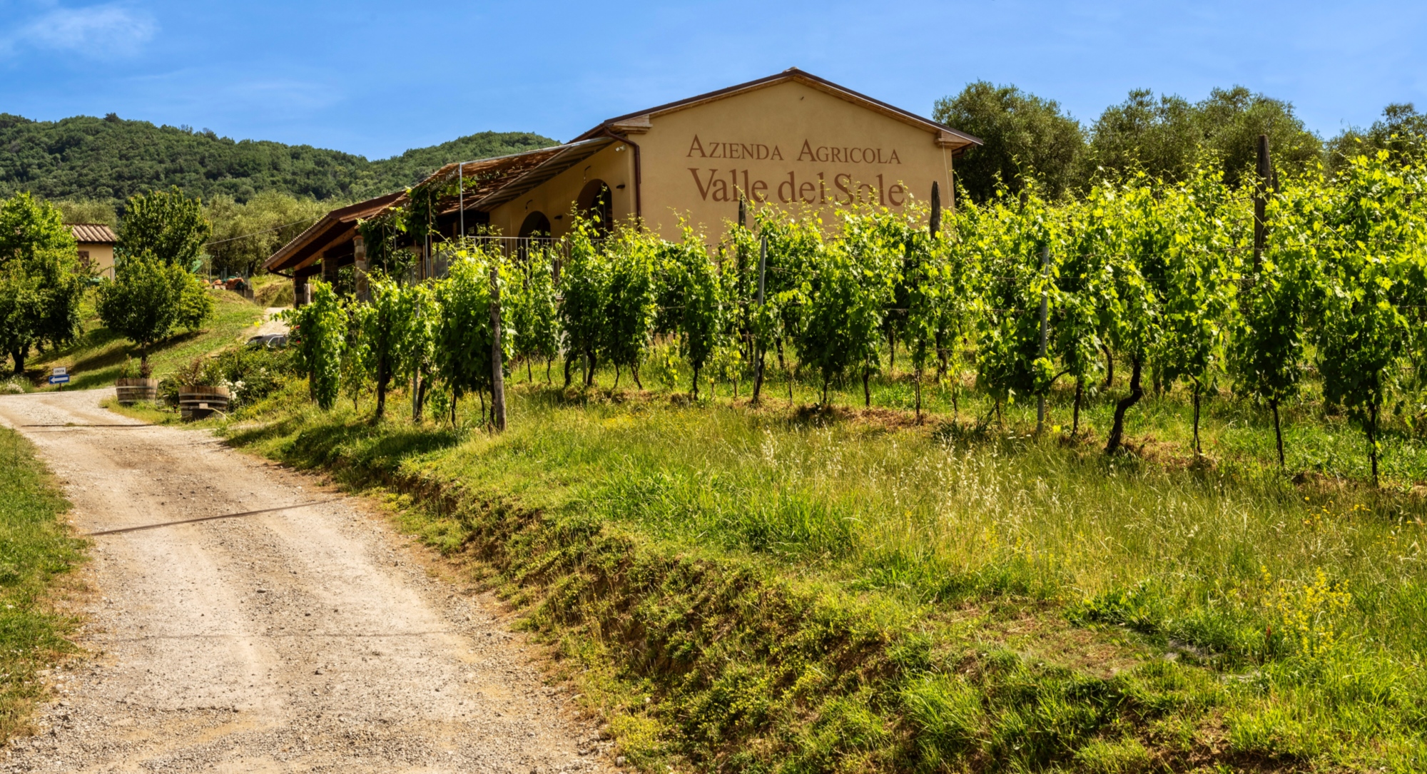 Esperienza gastronomica in cantina sulle colline di Lucca