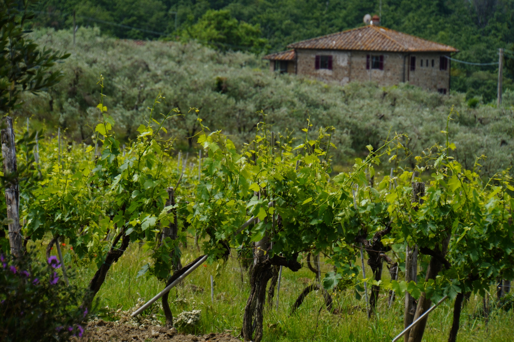 Les vignobles autour de Florence