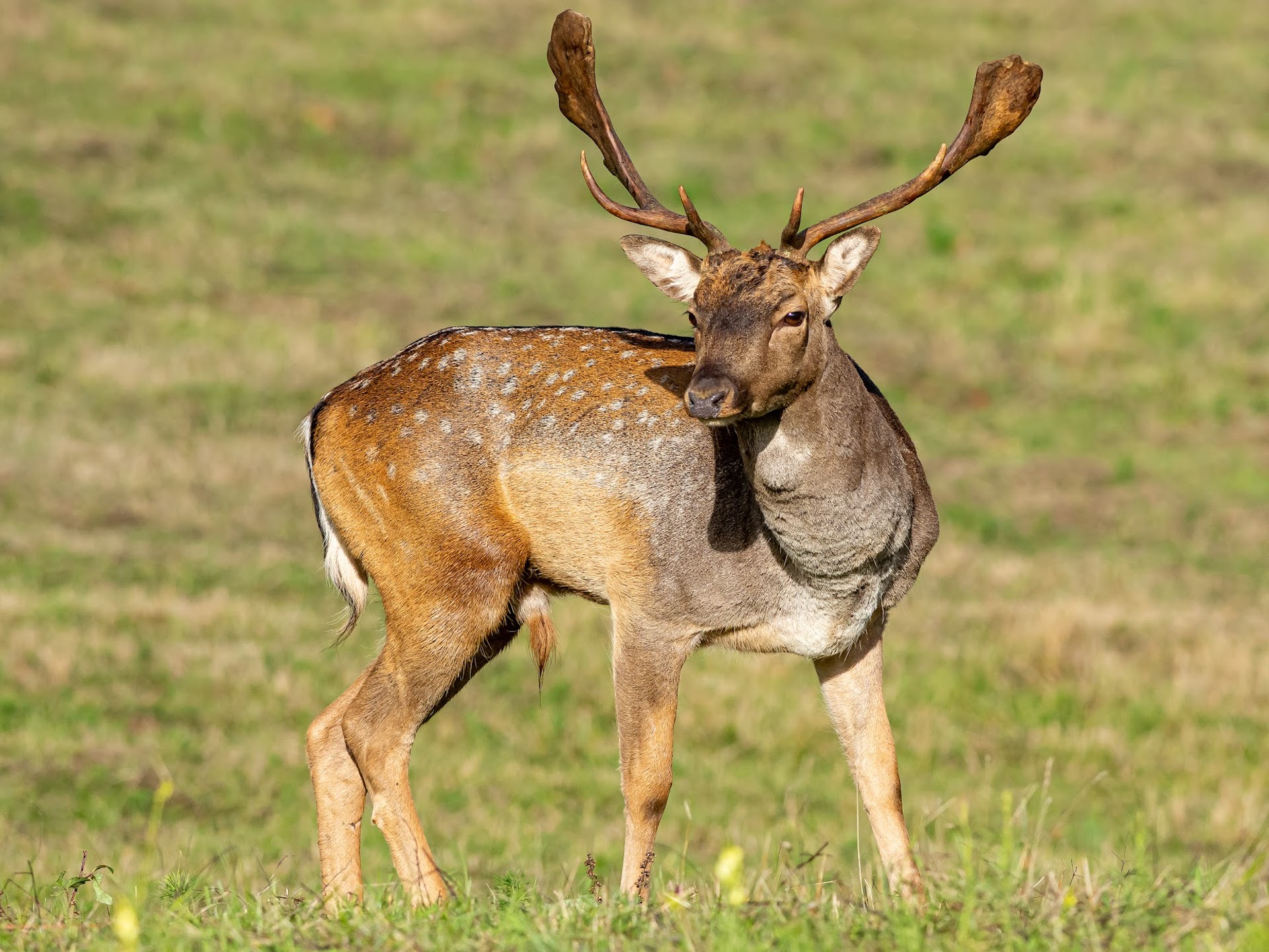 Parc animalier Amiata