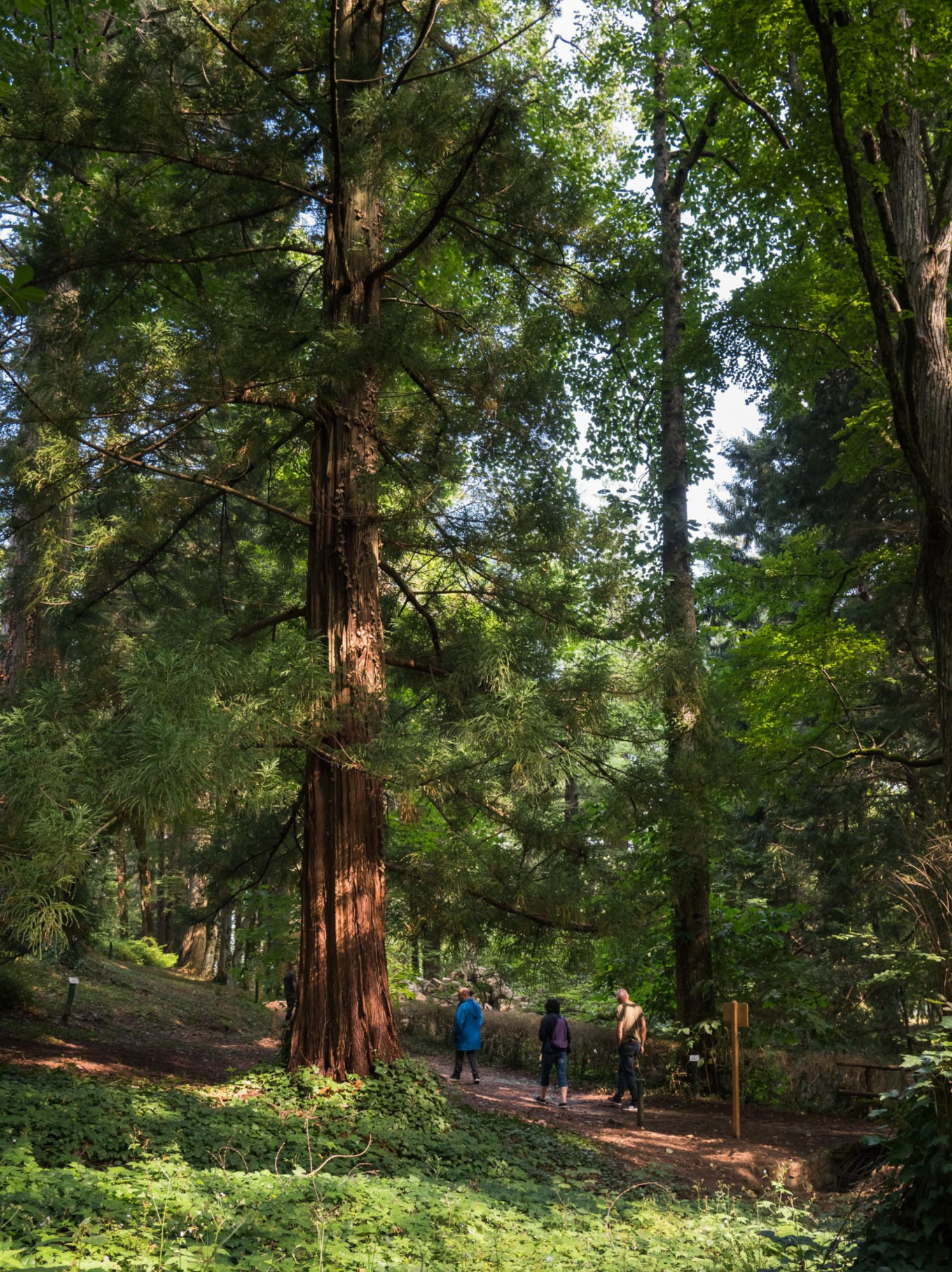 Les Arboretums expérimentaux de Vallombrosa