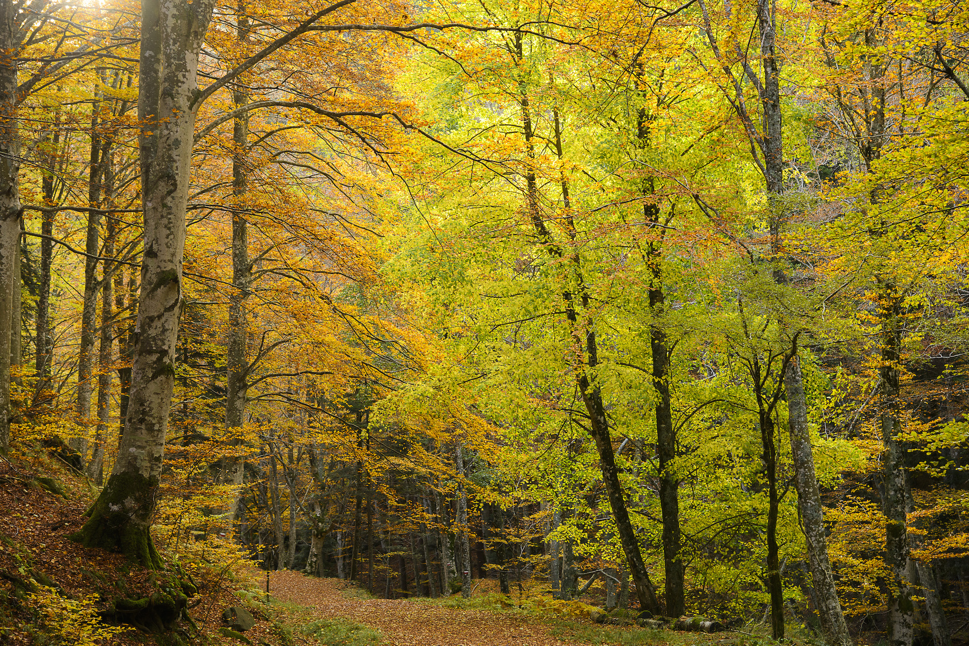 La forêt du Casentino en automne