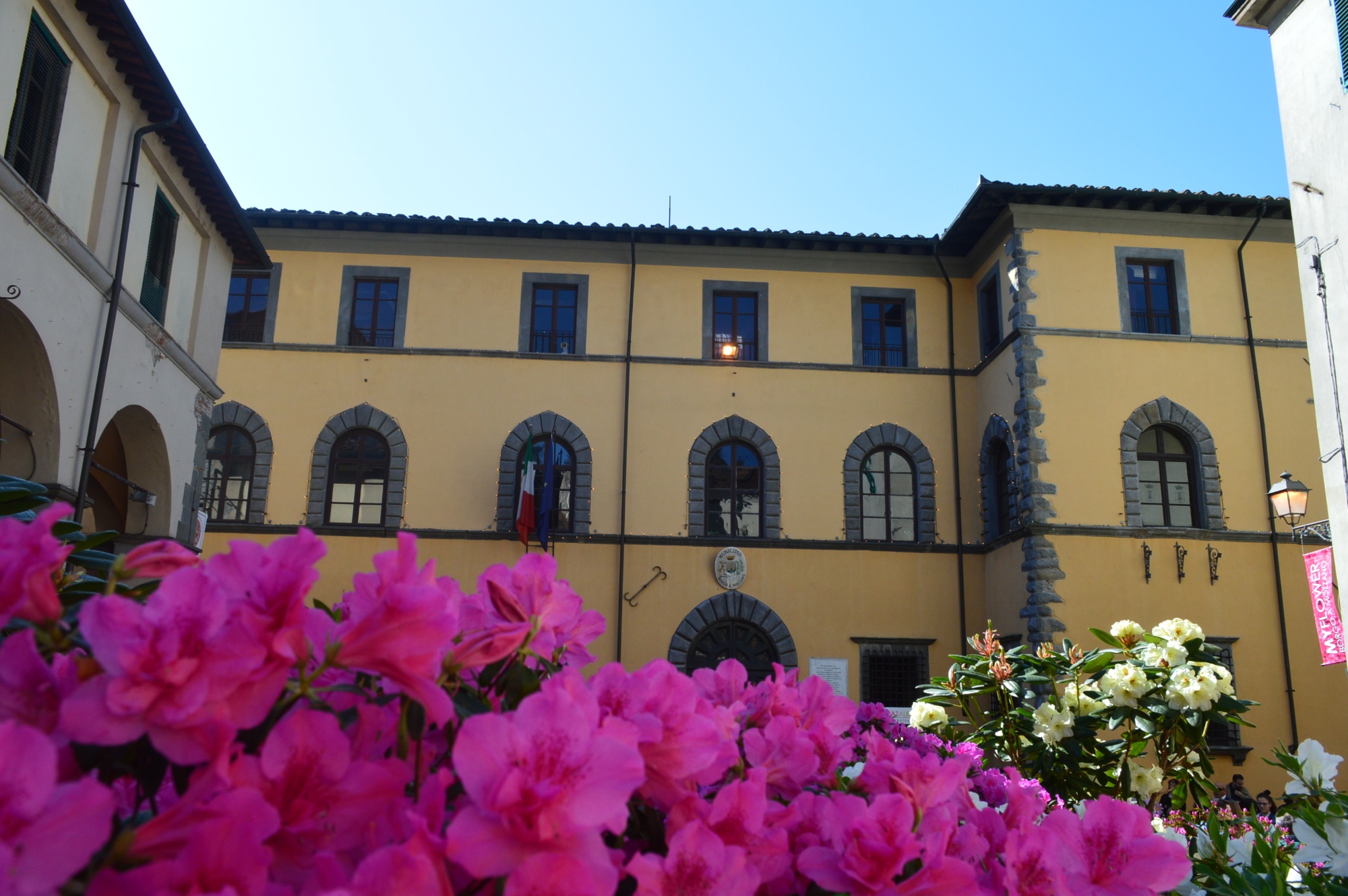 Une azalée dans le centre du village