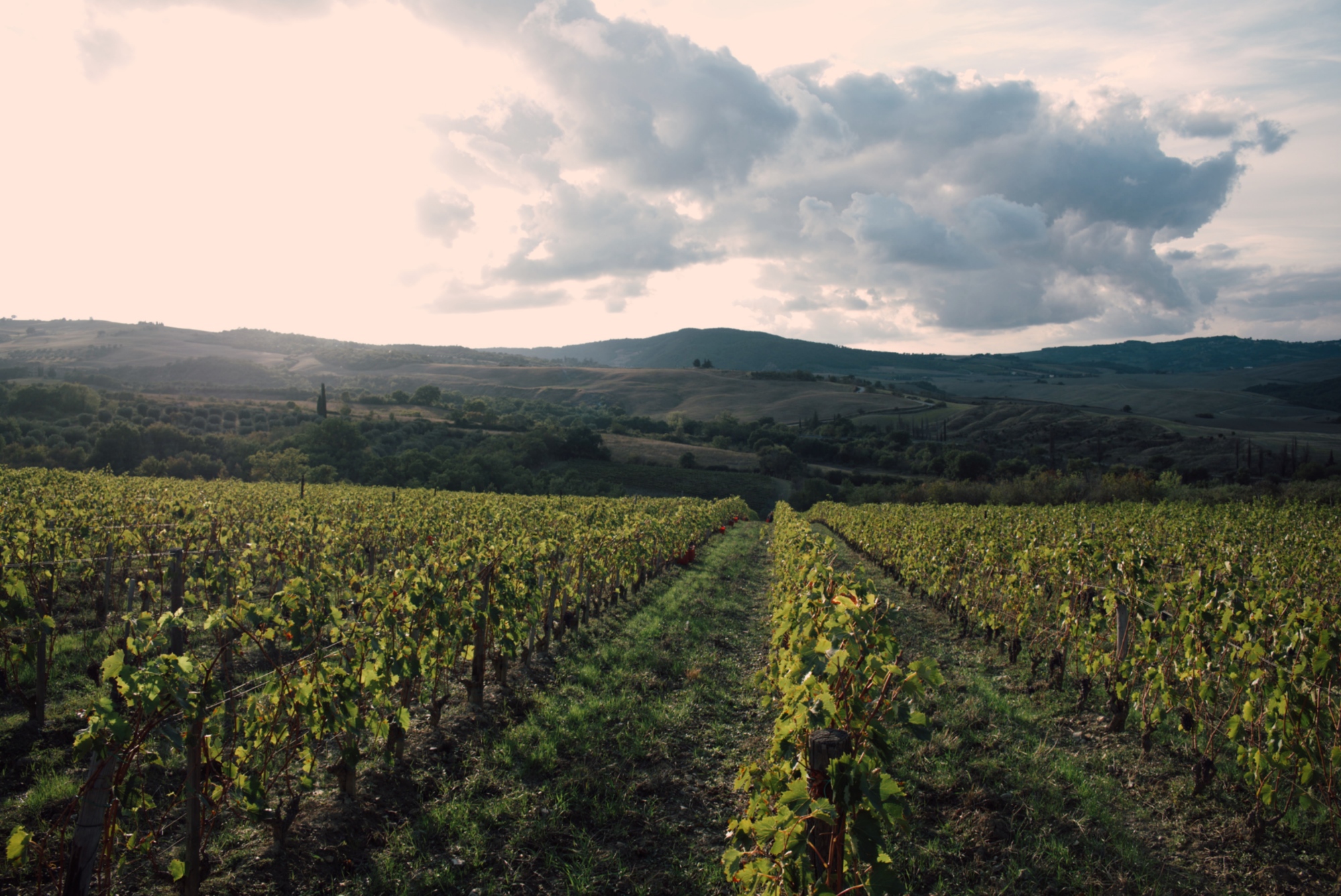 Tour della cantina e degustazione a Campotondo, tra Val d'Orcia e Monte Amiata