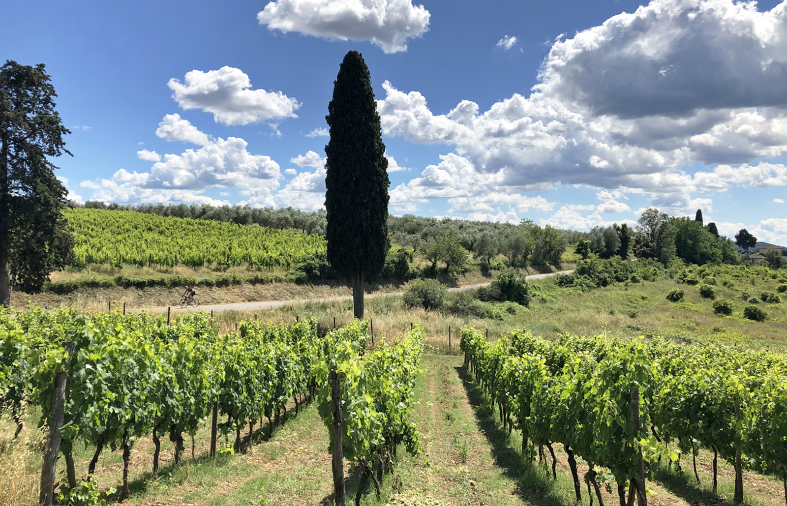 Vignobles sur les collines de Bagno a Ripoli