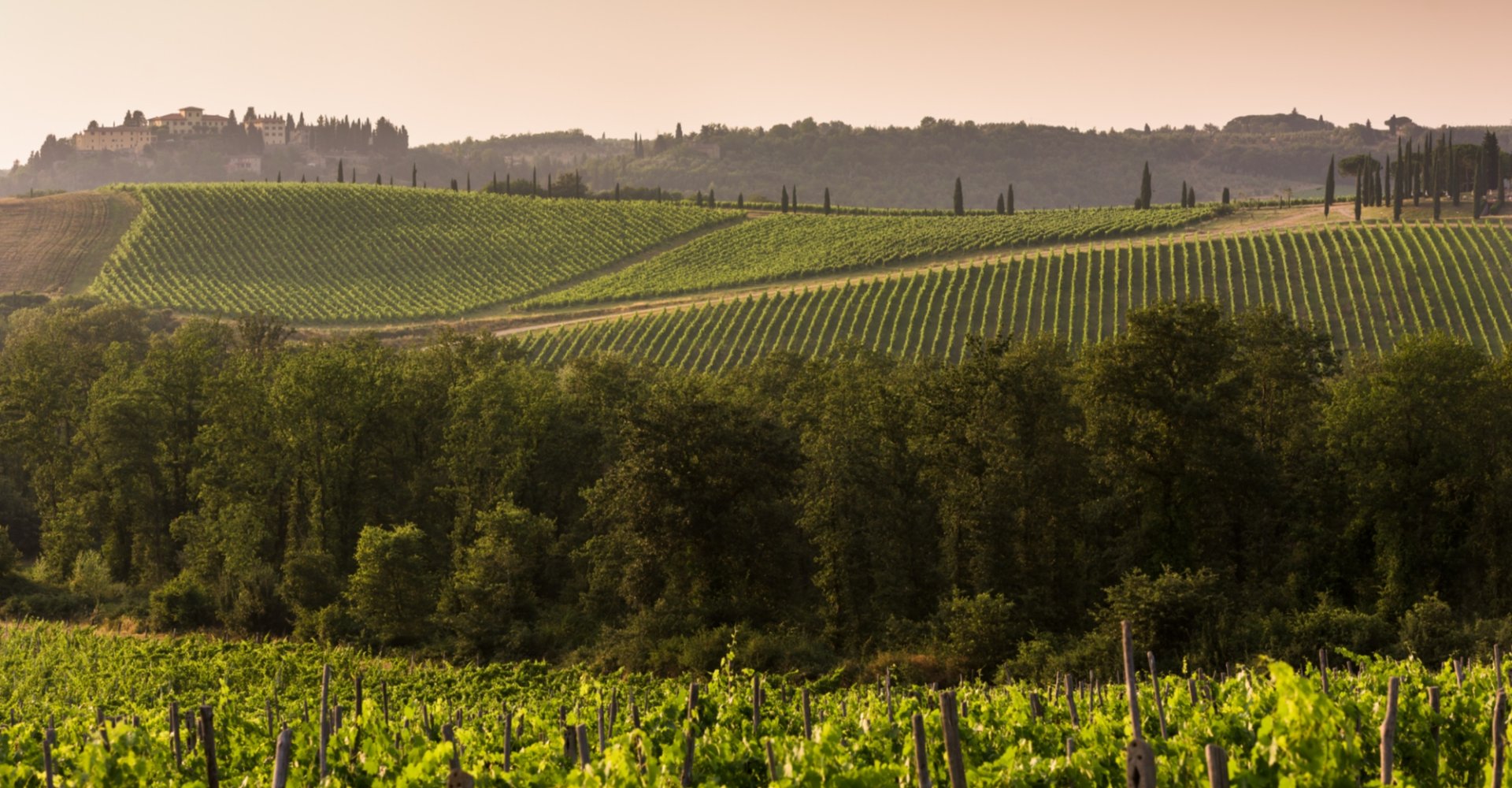 Vue sur les vignobles du Chianti Vue sur les vignobles du Chianti