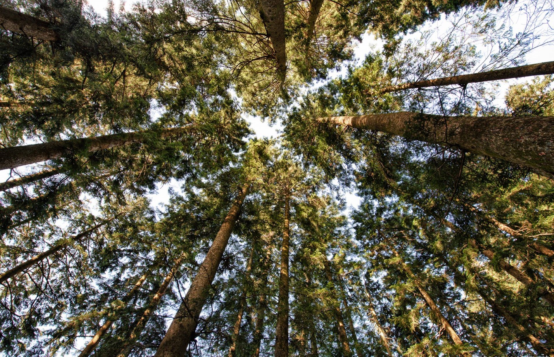 Forêt de sapins blancs