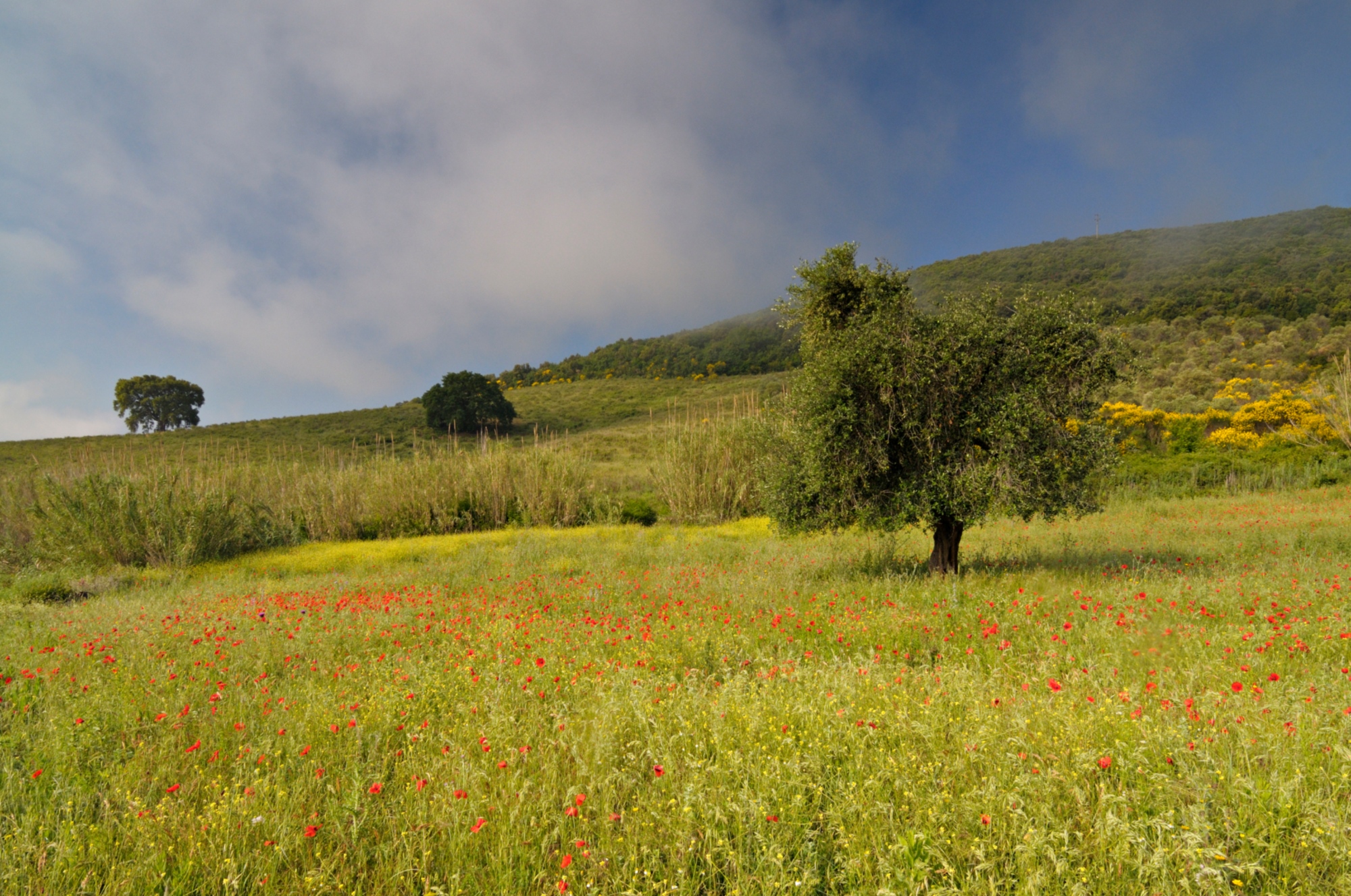 Campagne bivio ravi cetinali