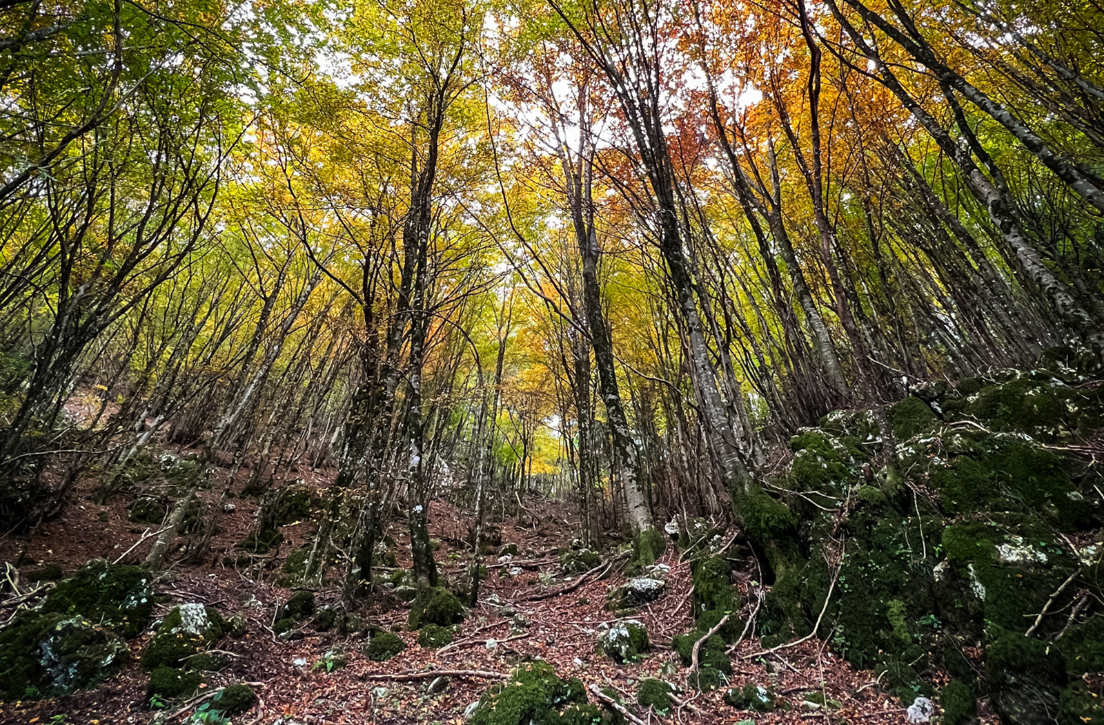 Sentier vers Campocecina - Riviera Apuana Terra Scolpita