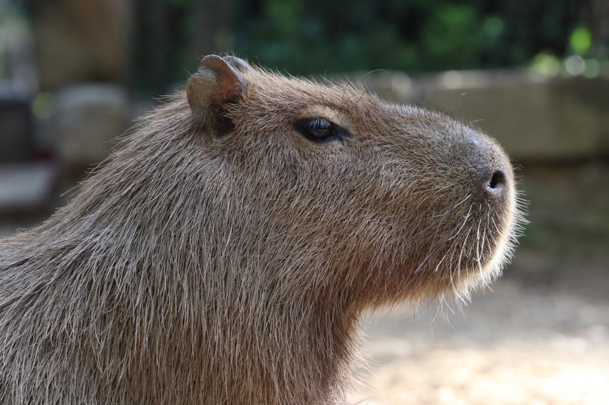 Capybara