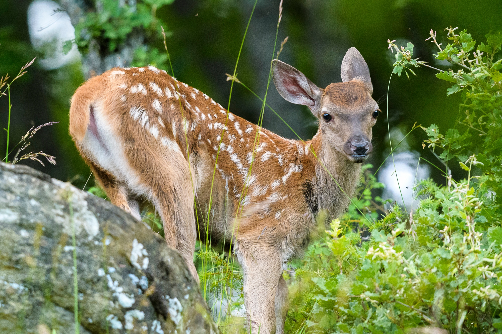 La faune du Casentino