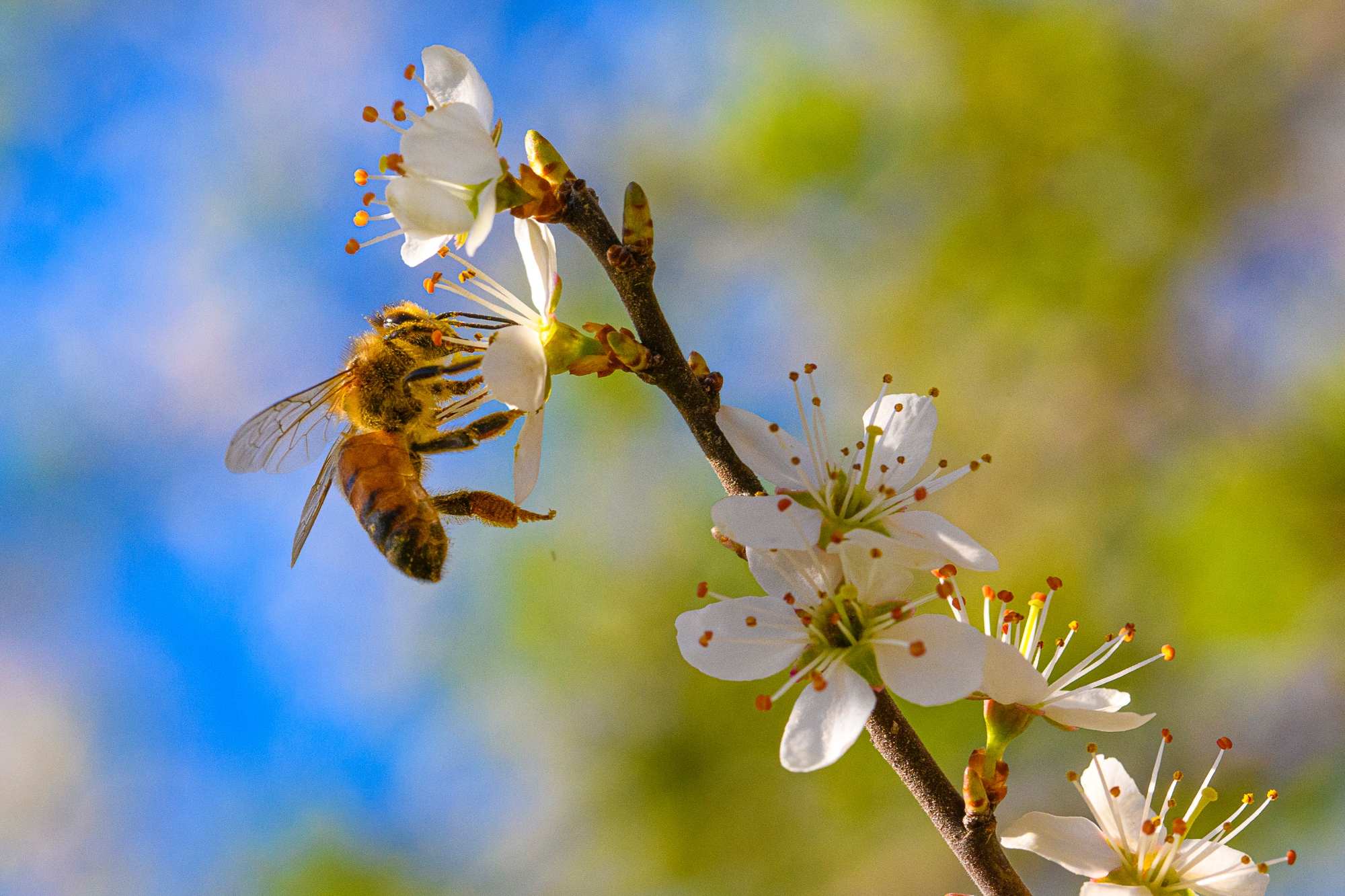 Le printemps dans le Casentino