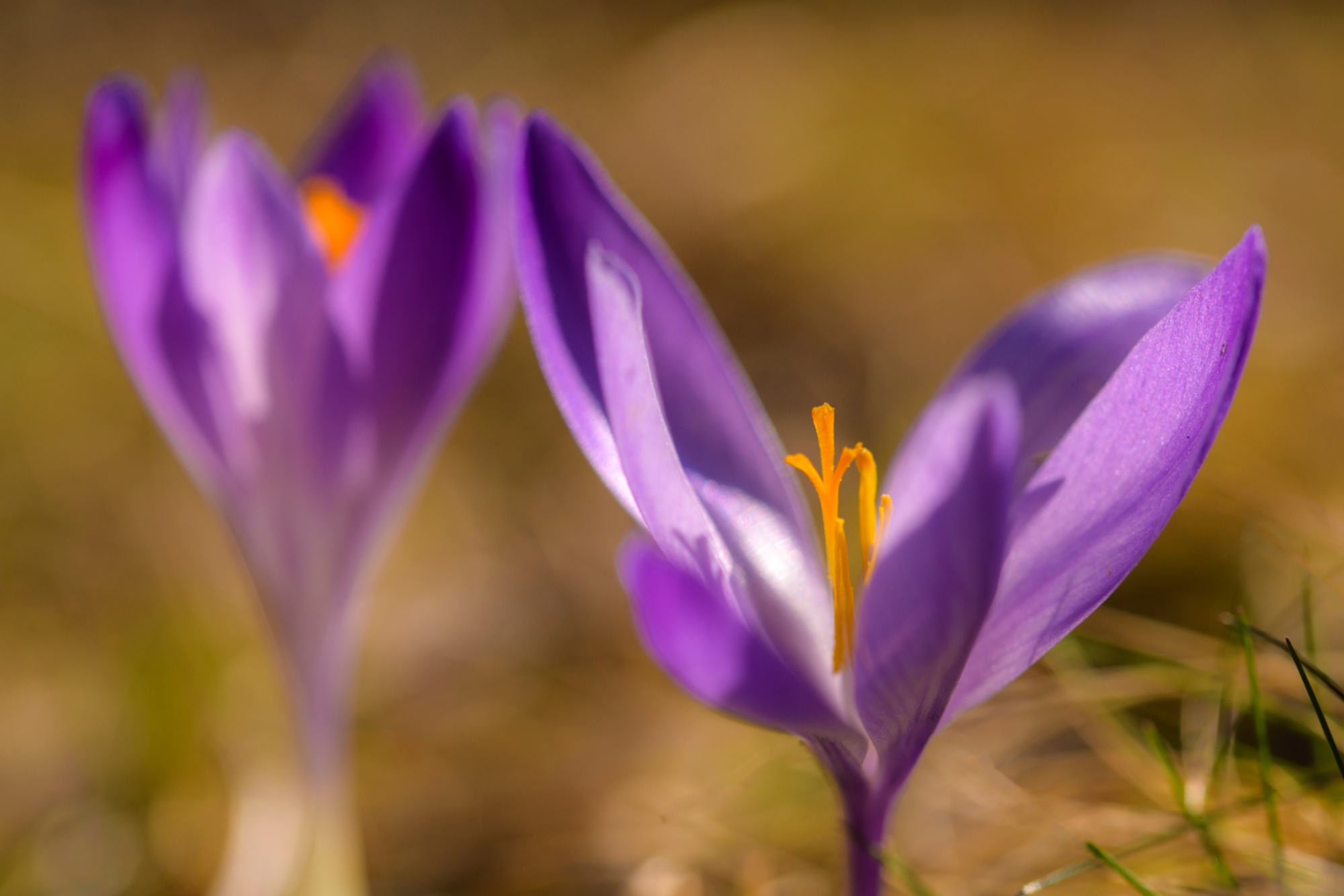 La floraison des Crocus dans le parc des Forêts du Casentino