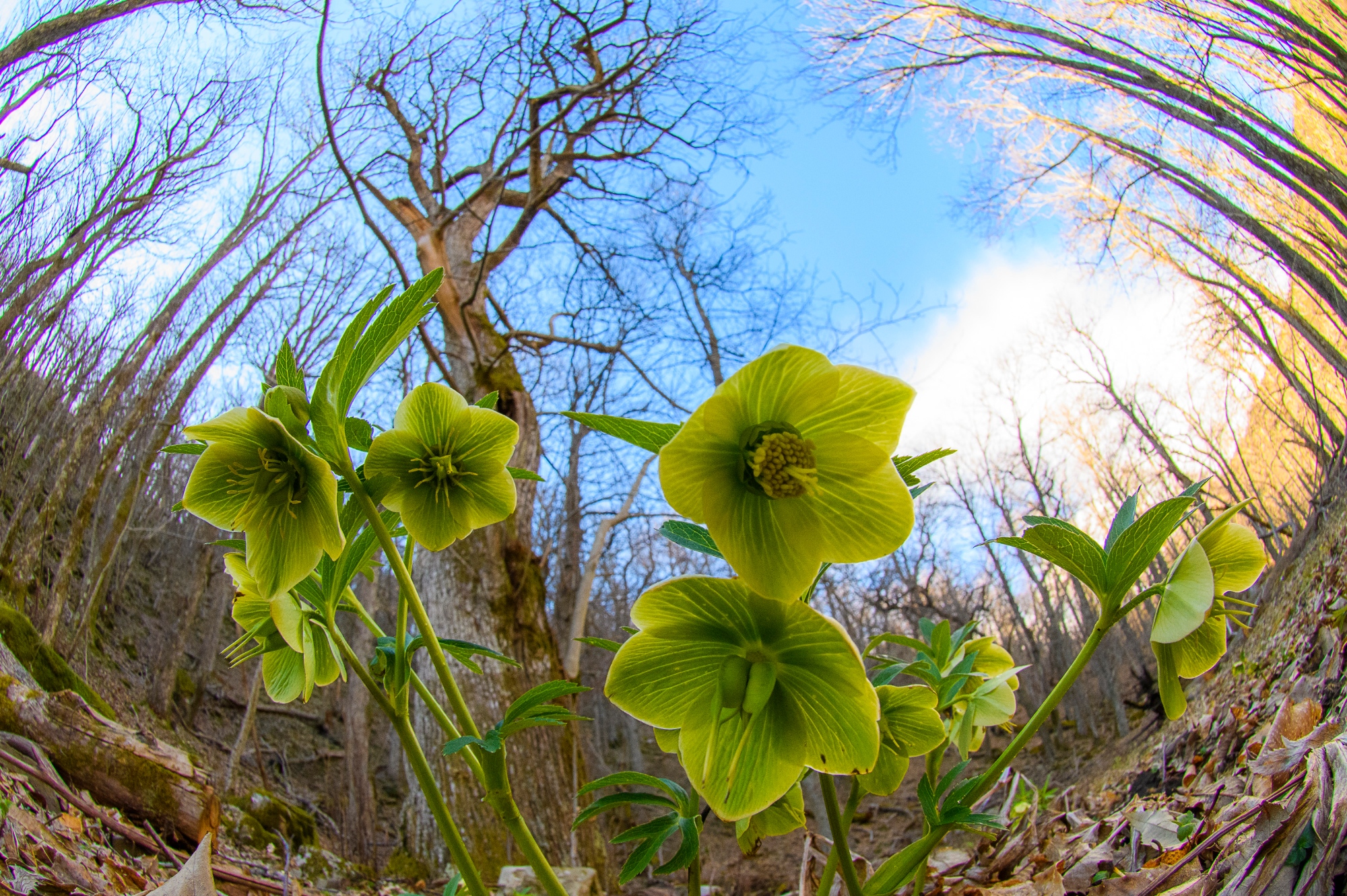 La floraison d'hellébores dans le parc des Forêts du Casentino