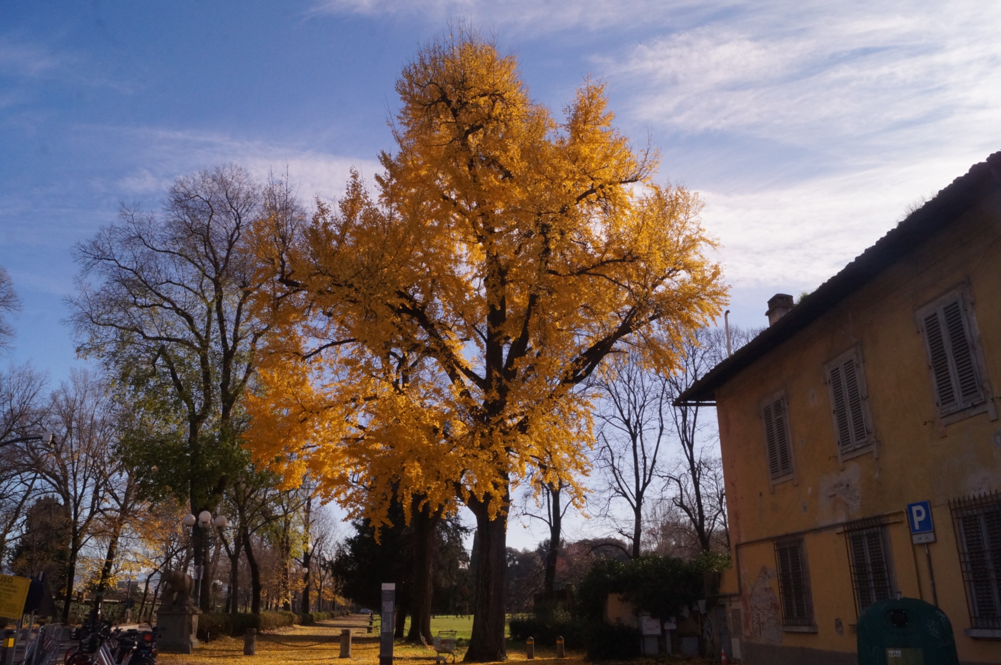 Ginkgo le long de l’Arno