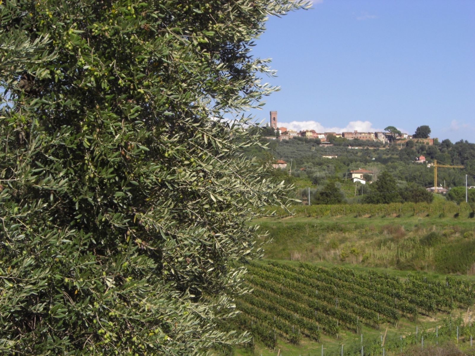 Wine tasting in the vineyards of Montecarlo