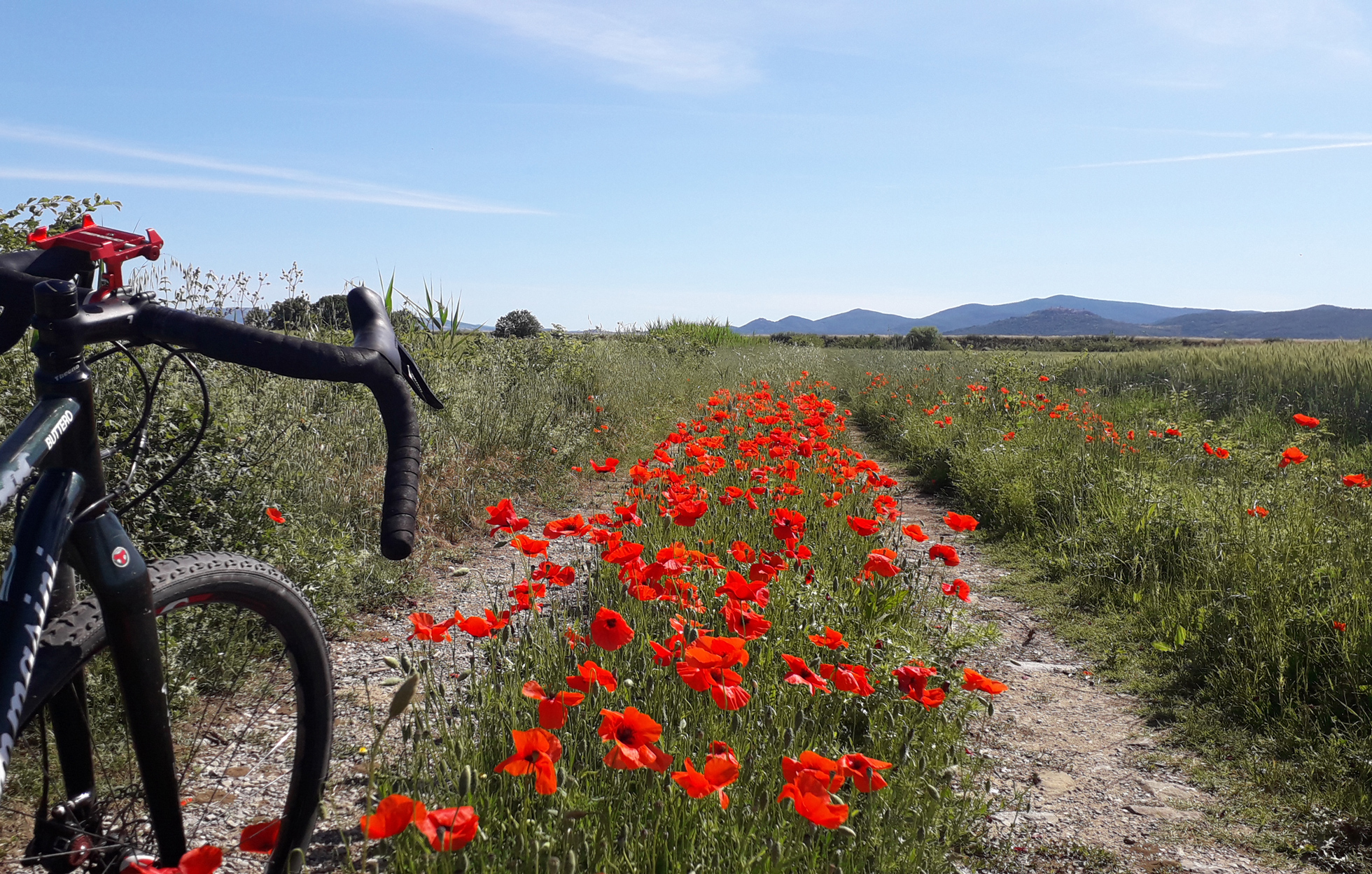 floraison dans la plaine assainie