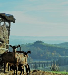 Three experiences to discover the production of milk and cheese on the farm of Val d'Elsa