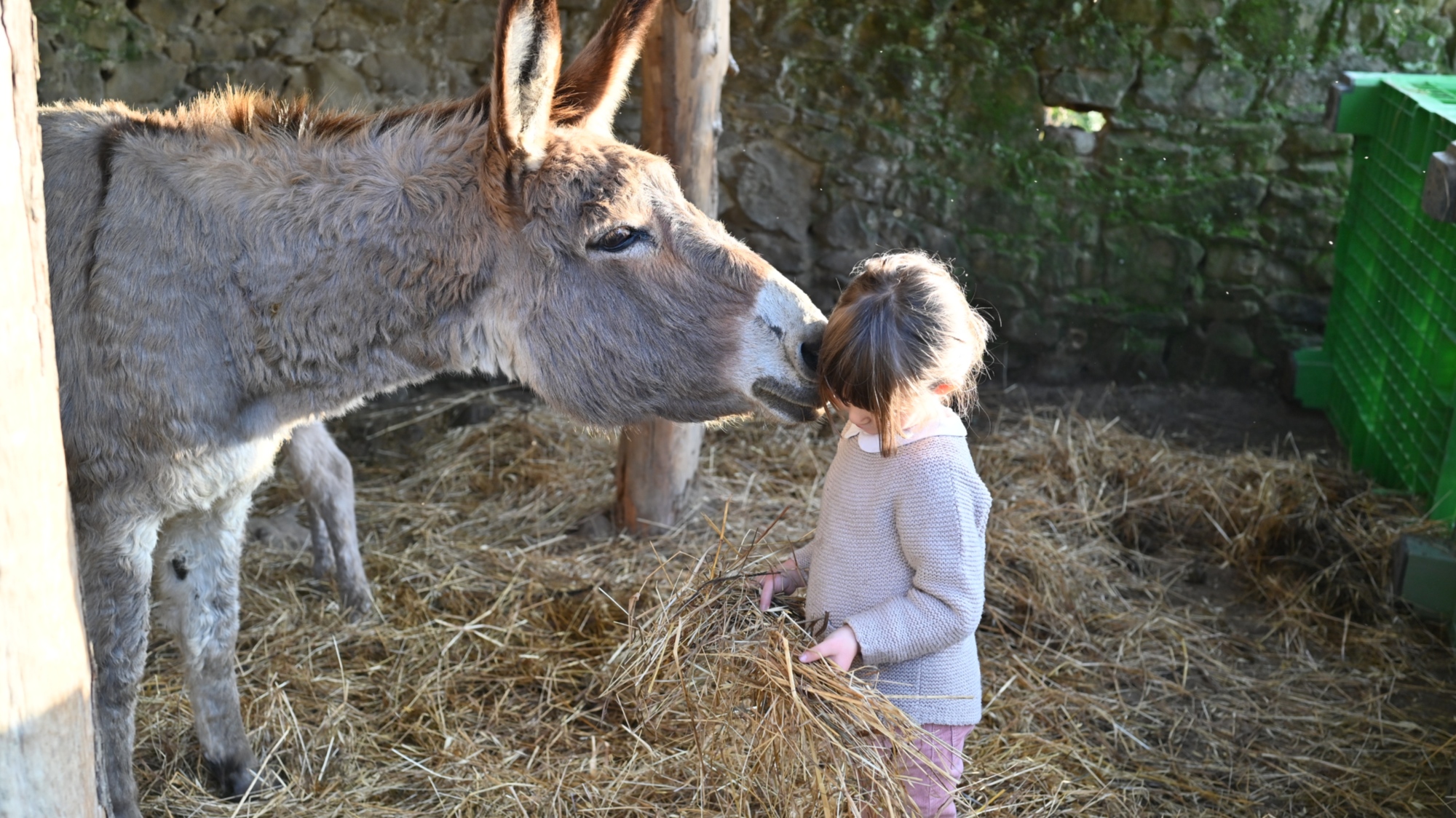 Attività di accudimento degli animali