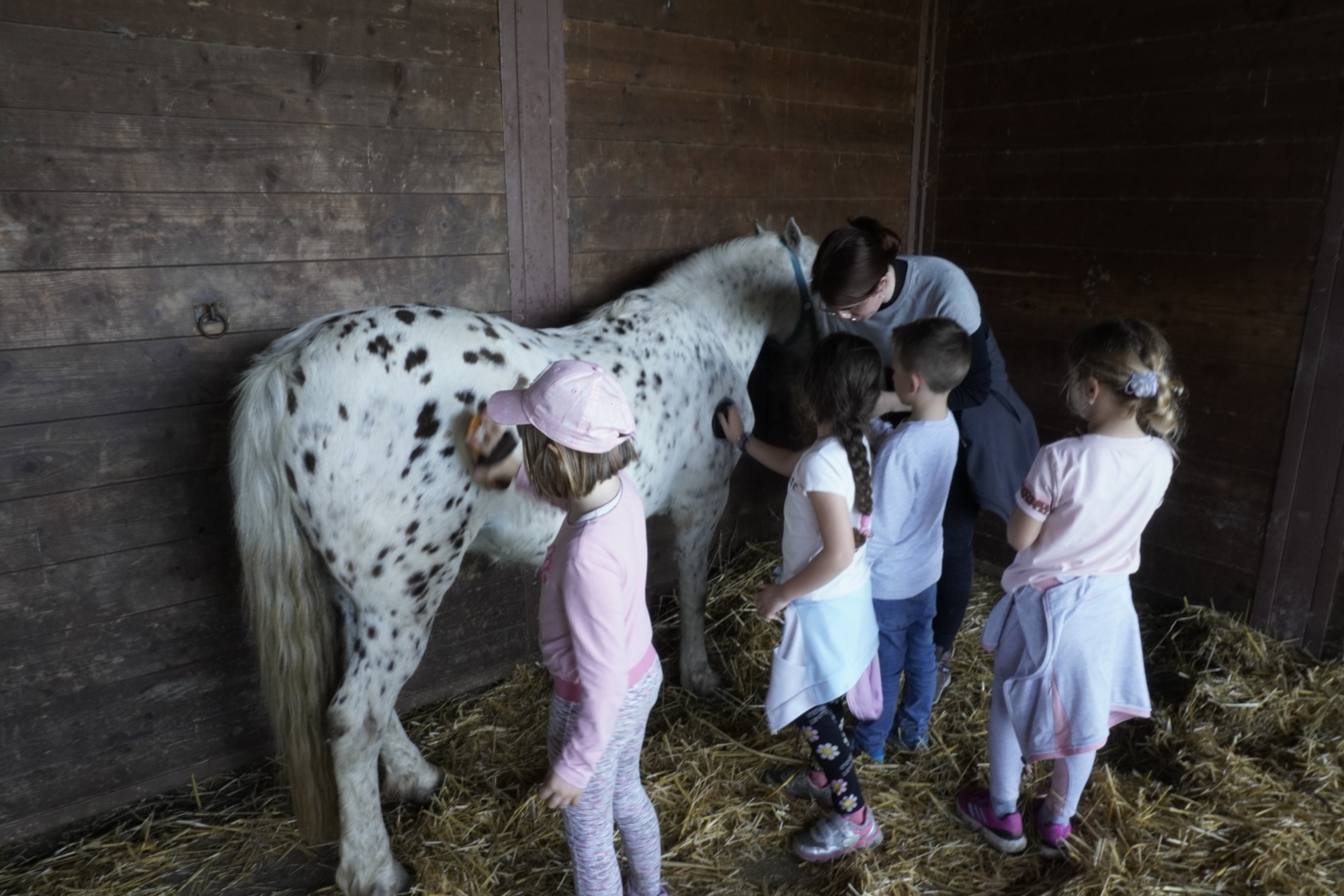 Les poneys du parc de San Rossore