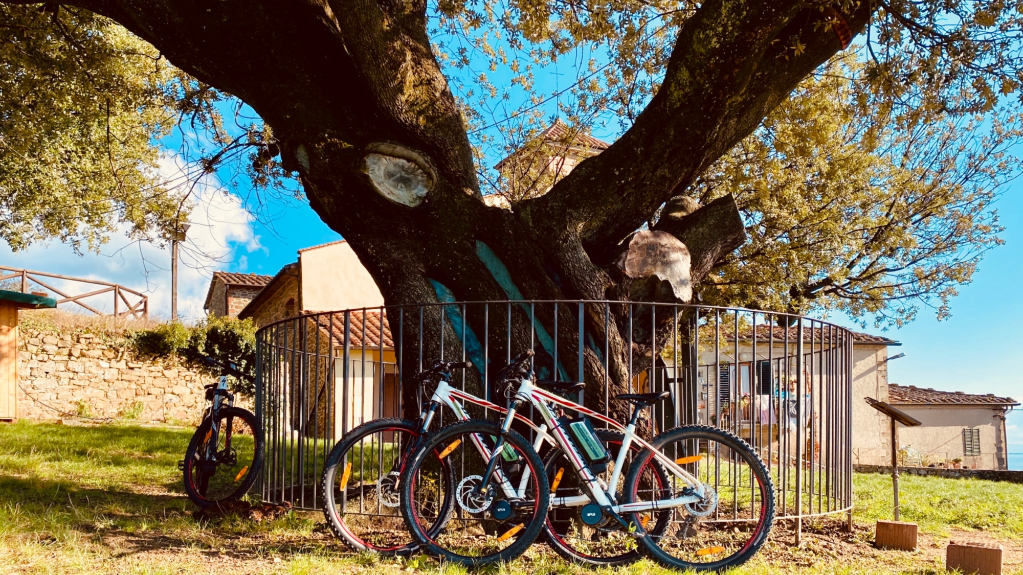 Quelques vélos adossés à un grand arbre pendant une pause