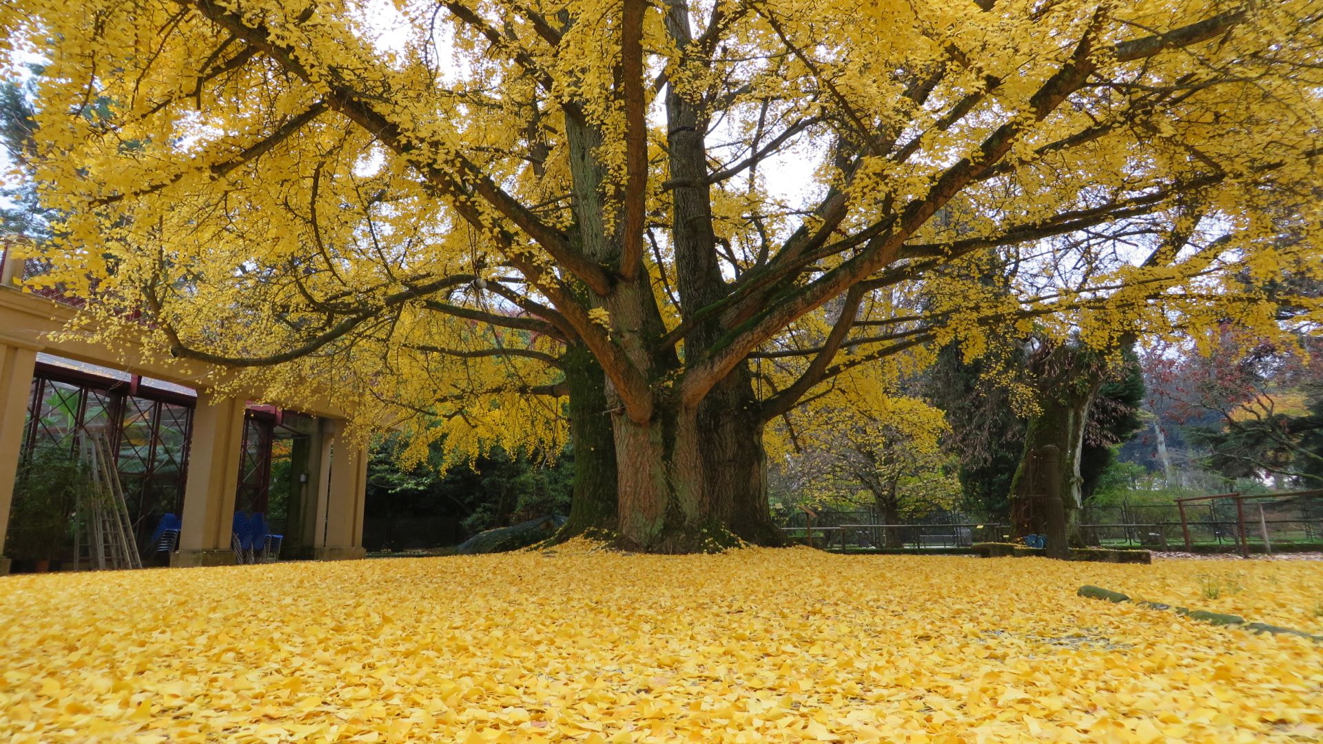 Le gingko biloba au jardin botanique de Lucques en automne