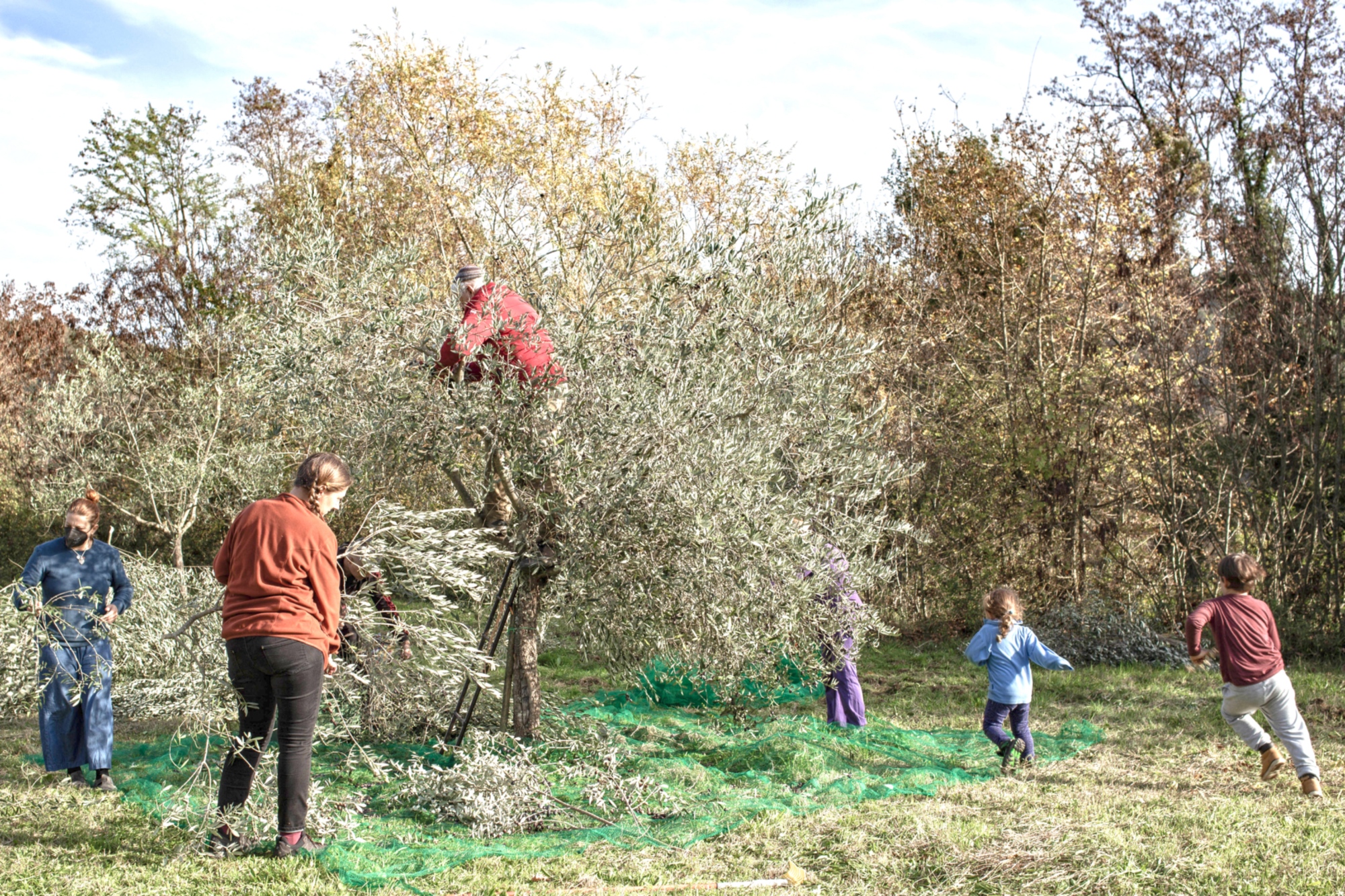 La raccolta delle olive in famiglia