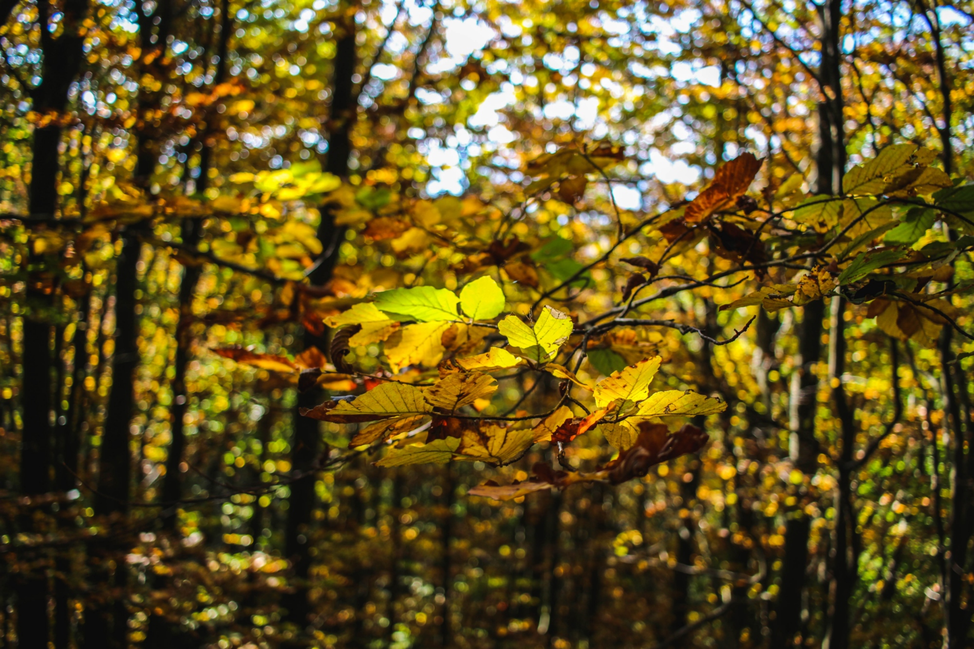 Couleurs d'automne