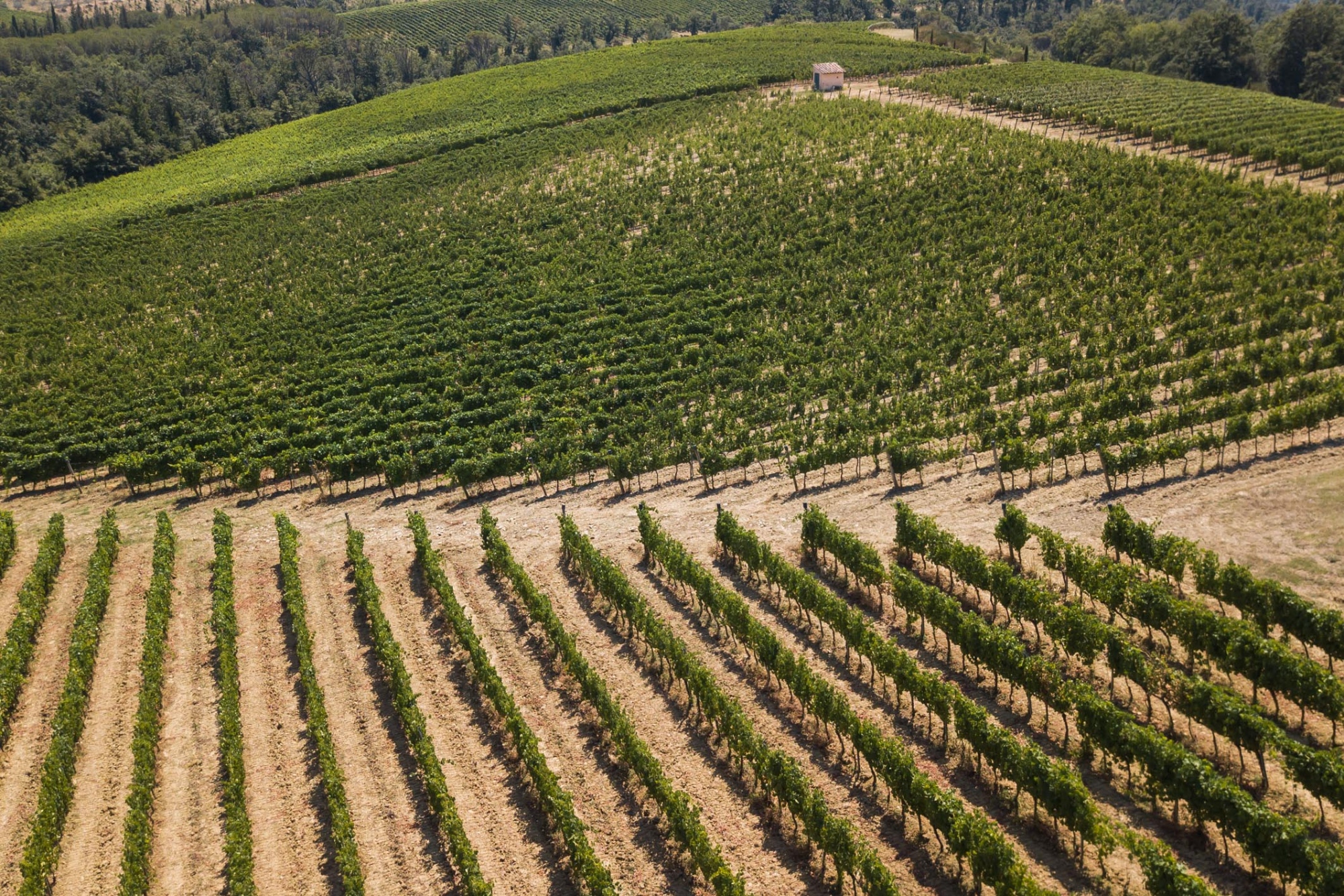 Les vignes de Lastra a Signa