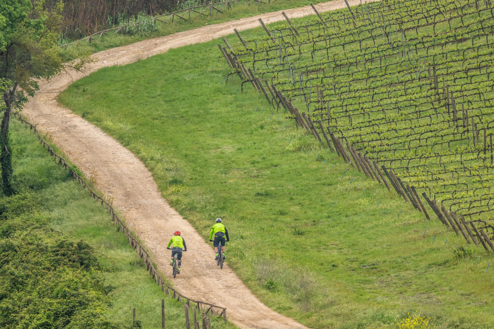 Cyclistes sur un chemin entouré de vignobles