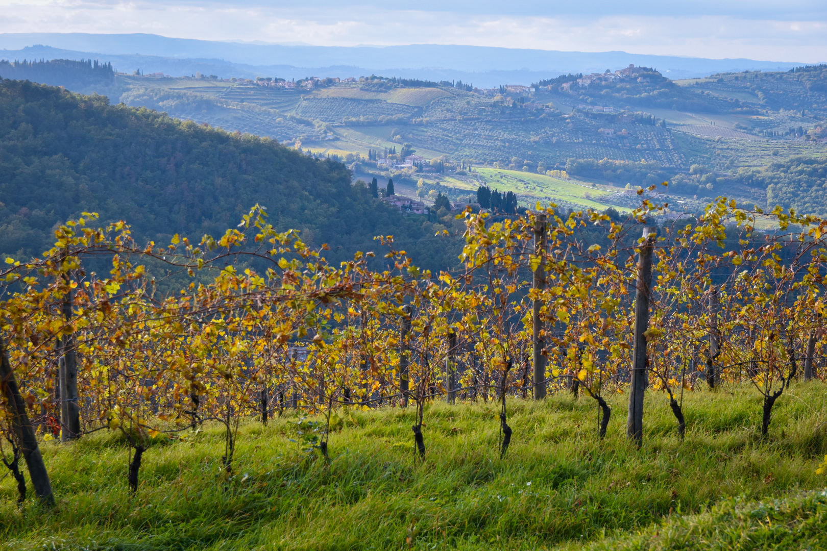 Vue sur les vignobles du Chianti