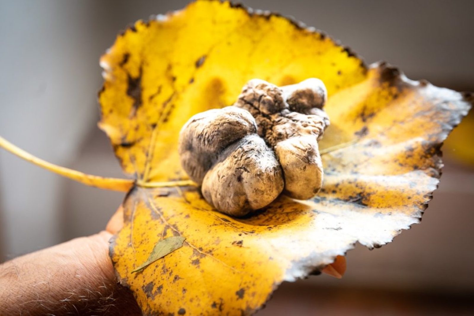 Truffe de la Val d'Orcia