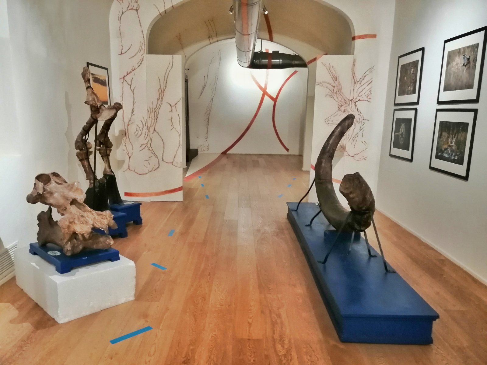 Musée paléontologique - Montevarchi