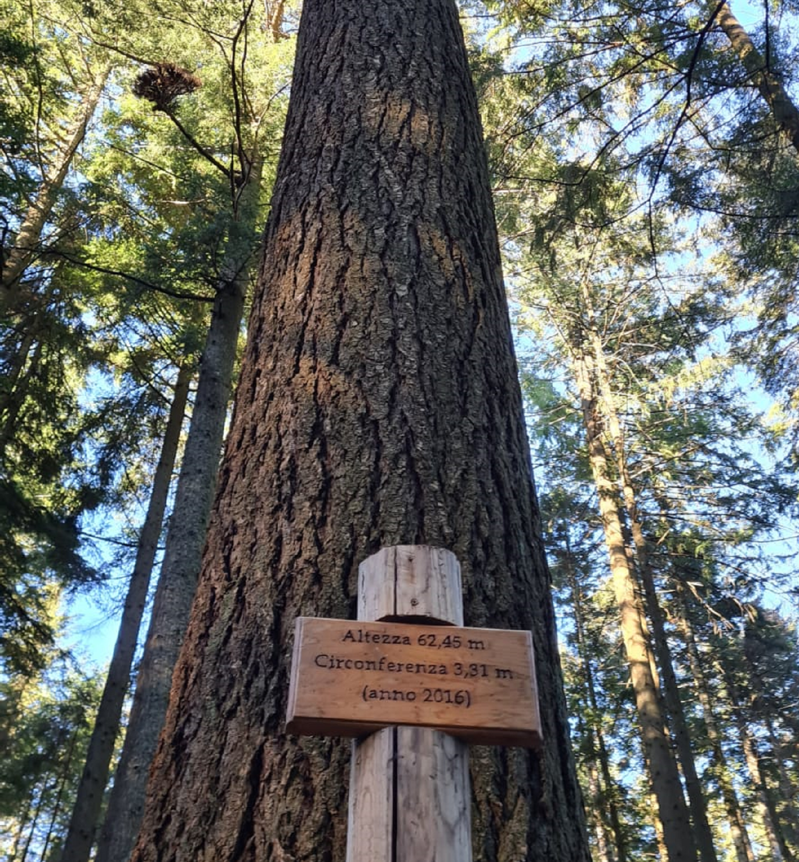 L'arbre le plus haut d'Italie