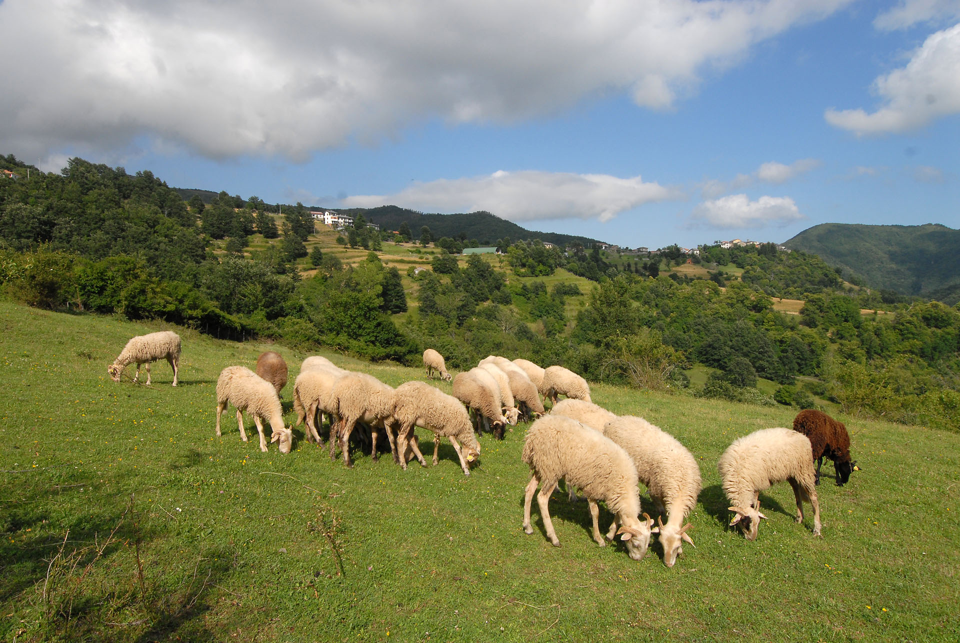 Pastures of Zeri