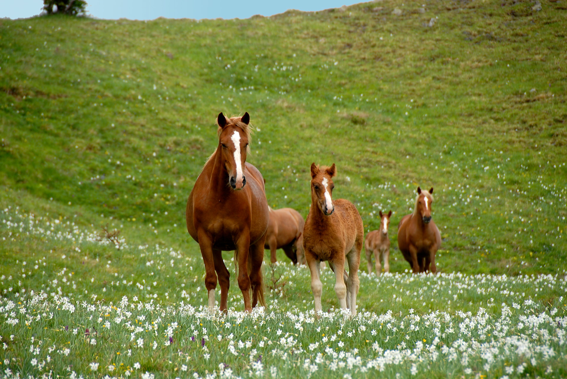 Les prairies de Camporaghena