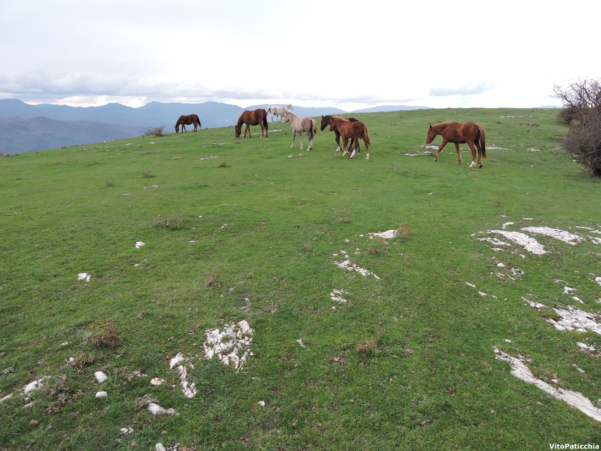 Prairie calvana chevaux paissent