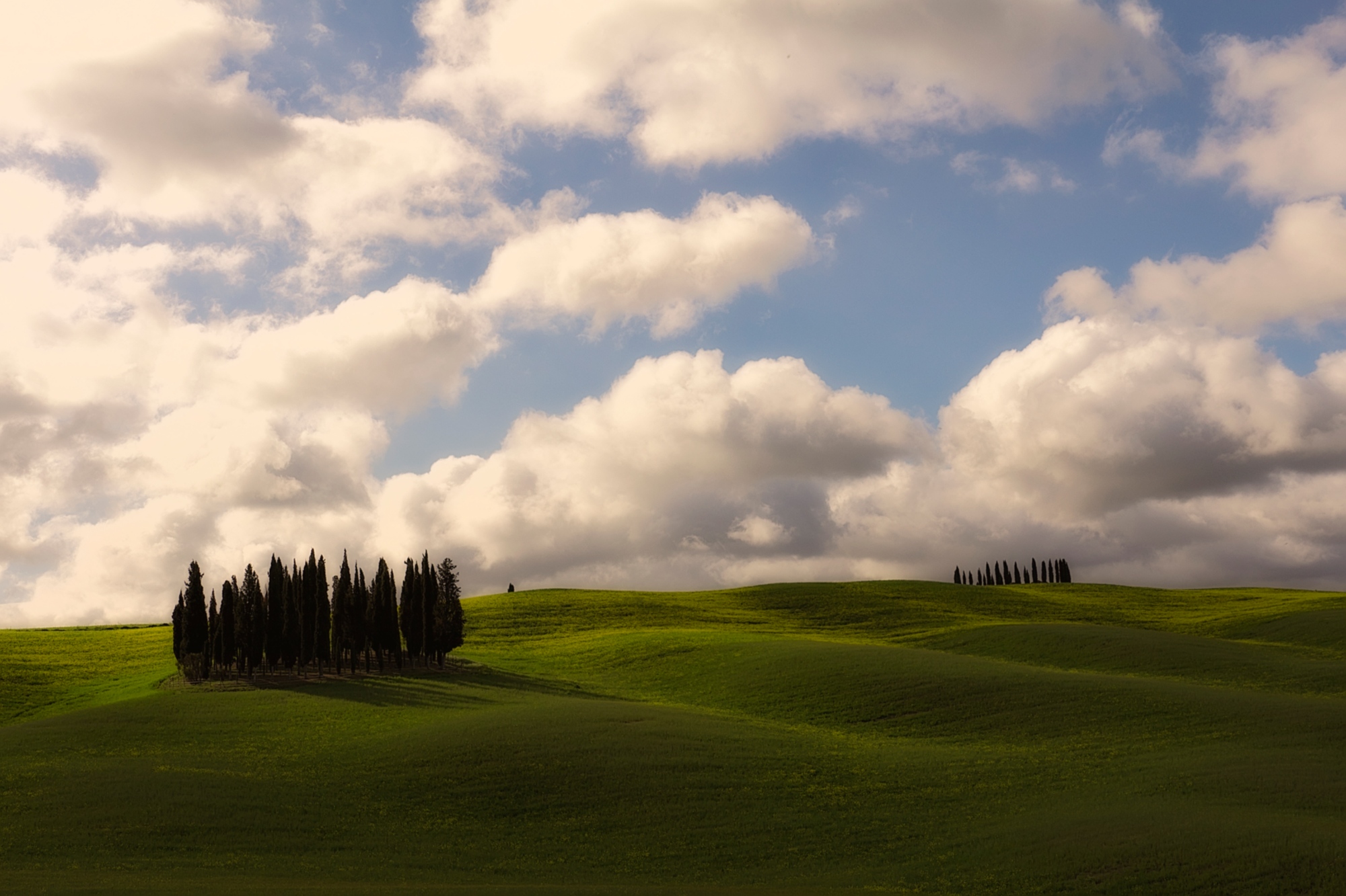 Symboles de san Quirico - cyprès