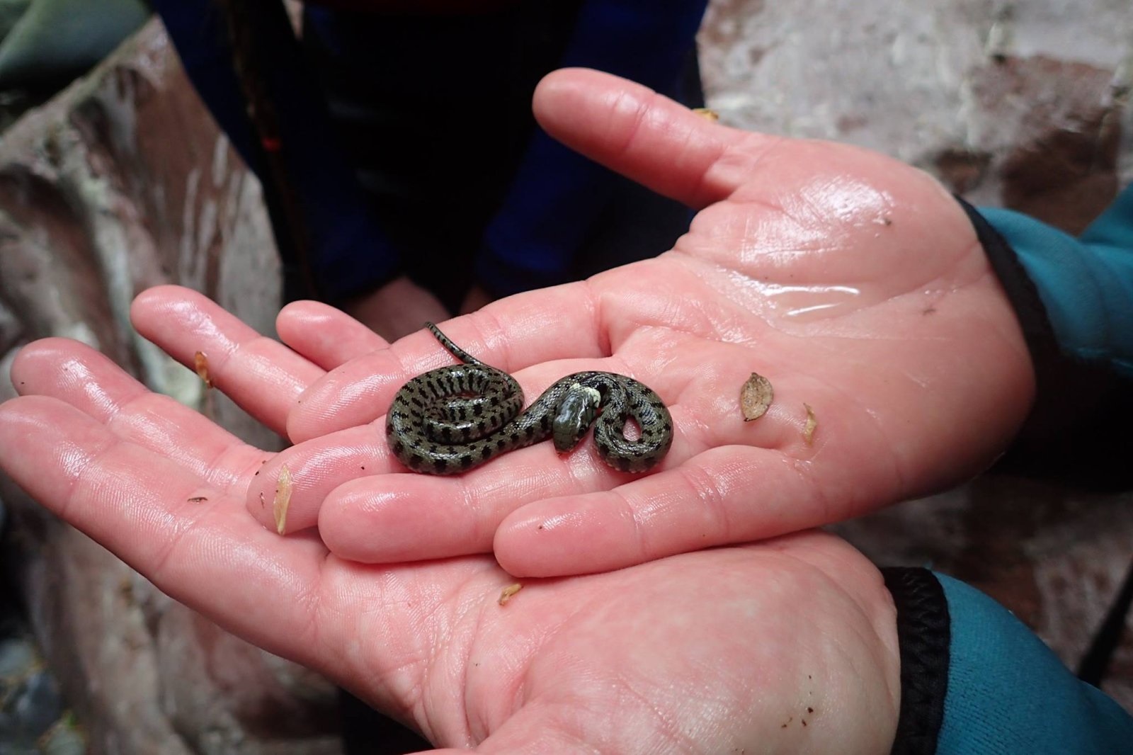 Couleuvre à collier : serpent d'eau non venimeux