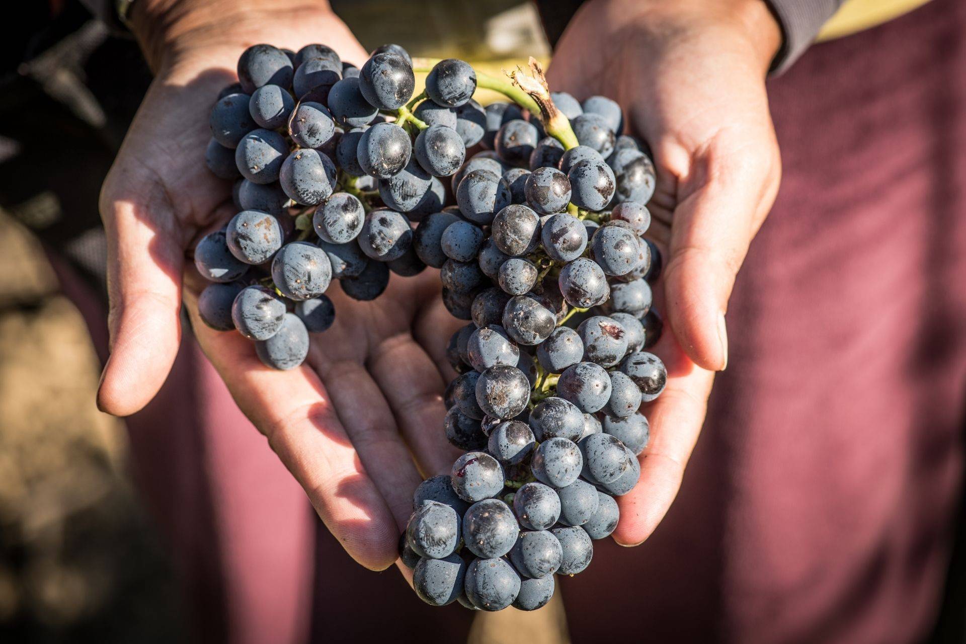 Raisins de syrah