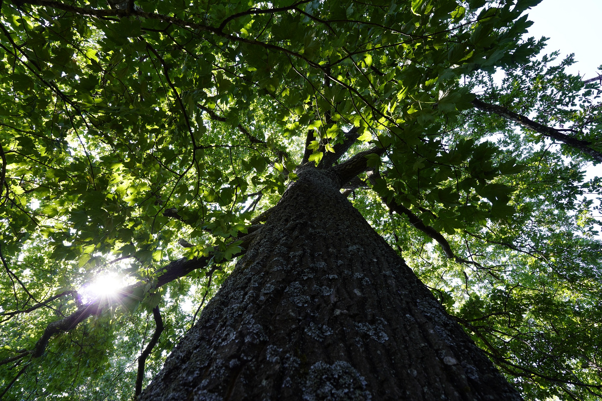 Forêt du Mont Senario