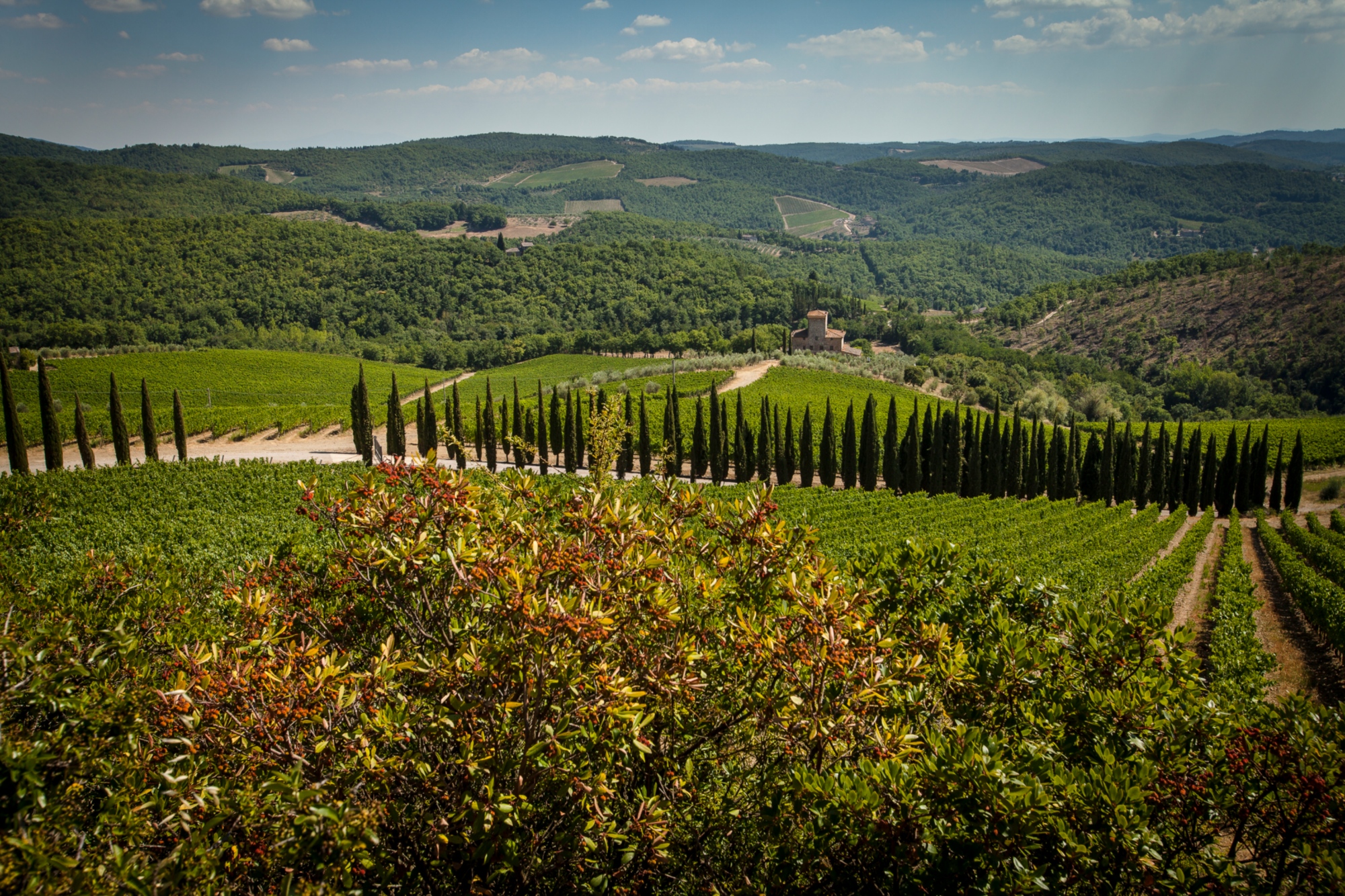 Les collines de Radda in Chianti couvertes de vignobles. Au premier plan, un chemin de terre bordé de cyprès et une ferme au loin.