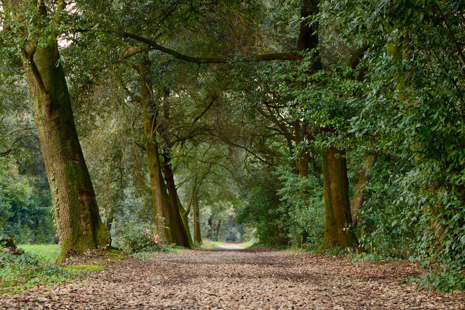 Allée bordée d'arbres Cascine di Tavola