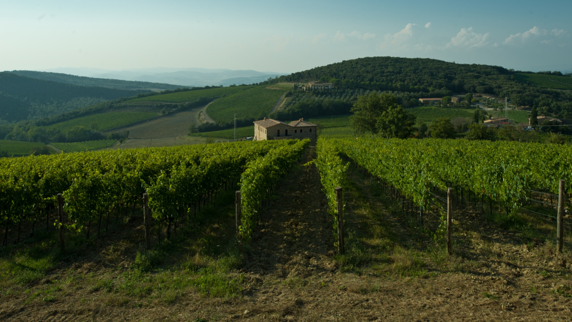 Vignobles de la Val d'Orcia