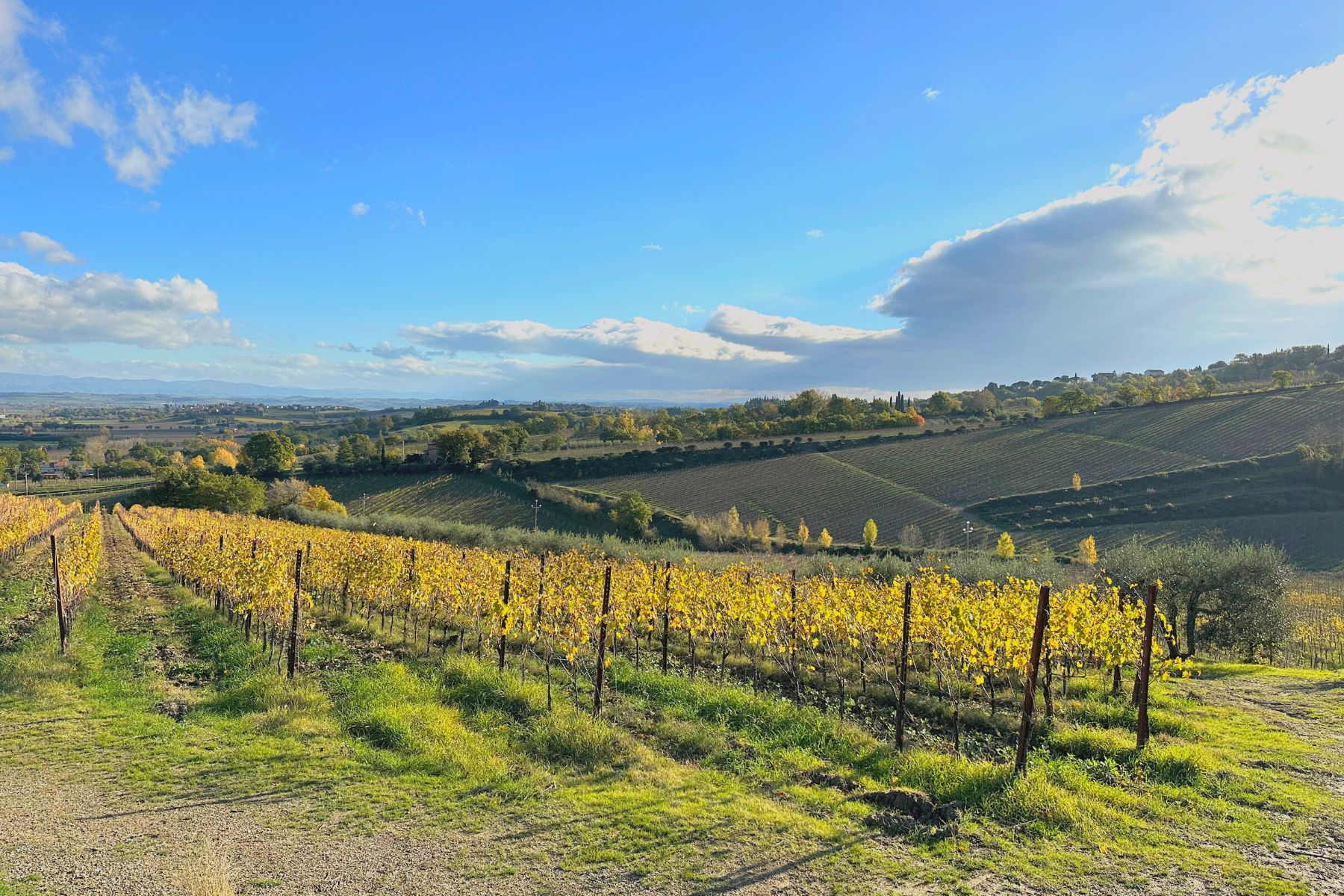 Vignobles dans les alentours de Montepulciano