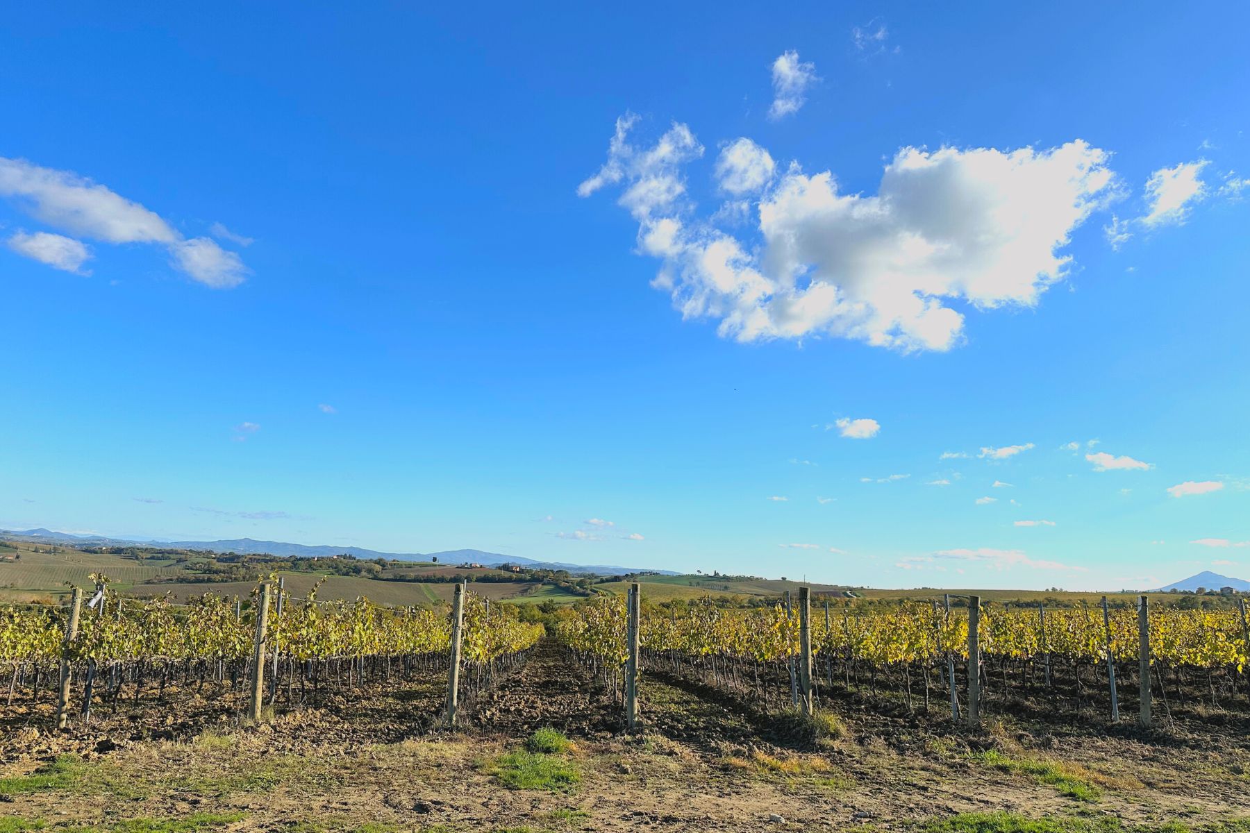 Vignobles dans les alentours de Montepulciano